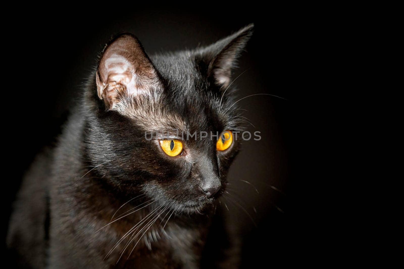 portrait of a black cat on a black background. photo