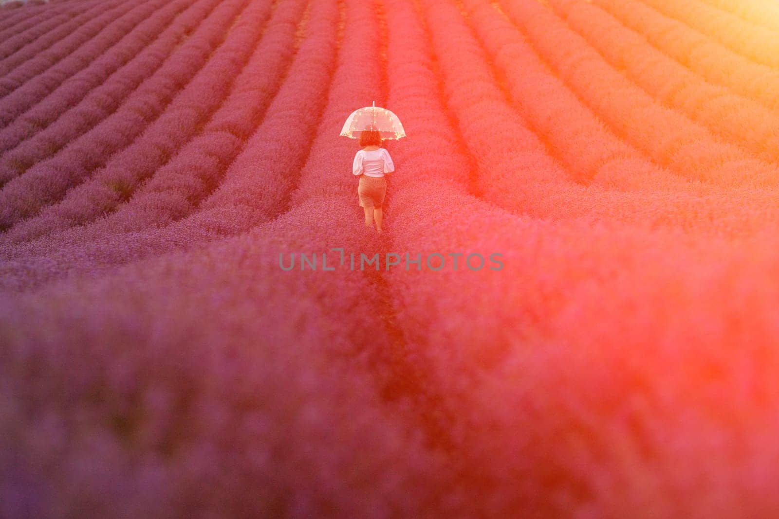 A girl in a lavender field walks under an umbrella on a rainy day and enjoys aromatherapy. Aromatherapy concept, lavender oil, photo session in lavender.