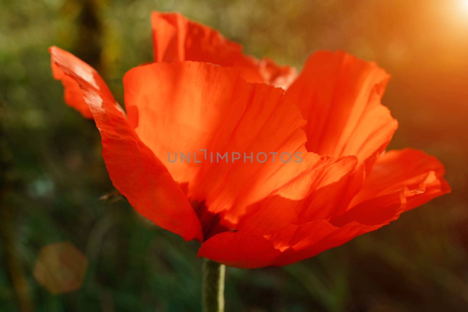 Poppy red flower isolated on a white background. Isolate inflorescence of garden poppy. Totally open flower. by Matiunina