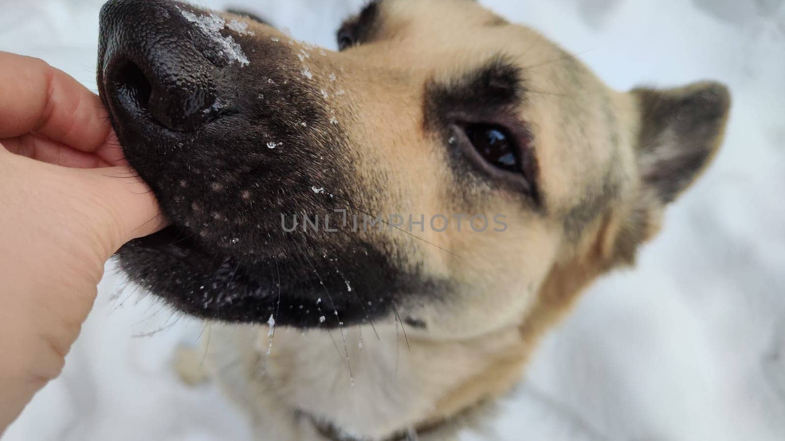 Portrait and bit muzzle of Dog German Shepherd and black nose. Russian eastern European dog veo and partial focus