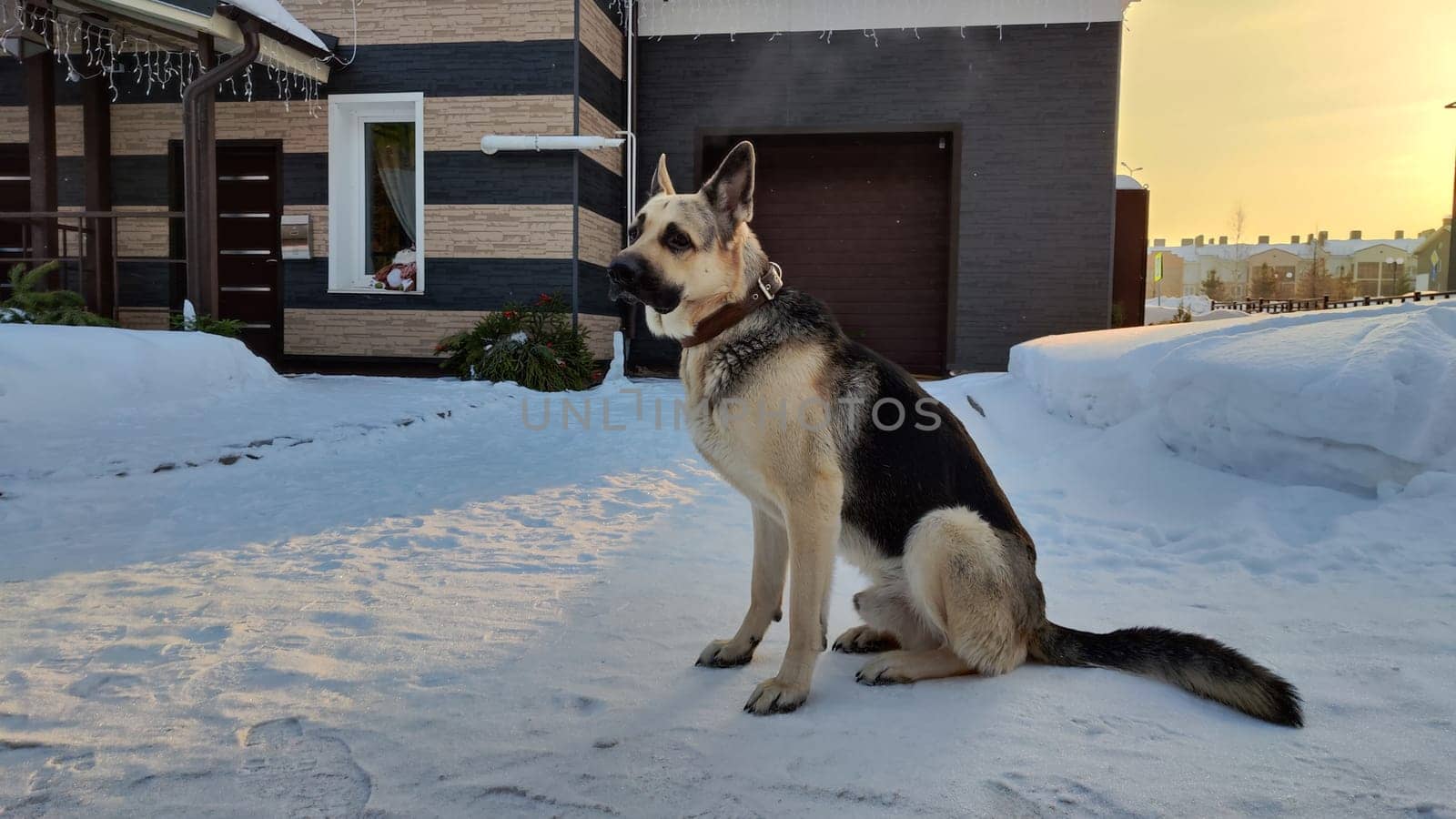 Dog German Shepherd near house in village or city in winter day and white snow arround. Waiting eastern European dog veo and white snow