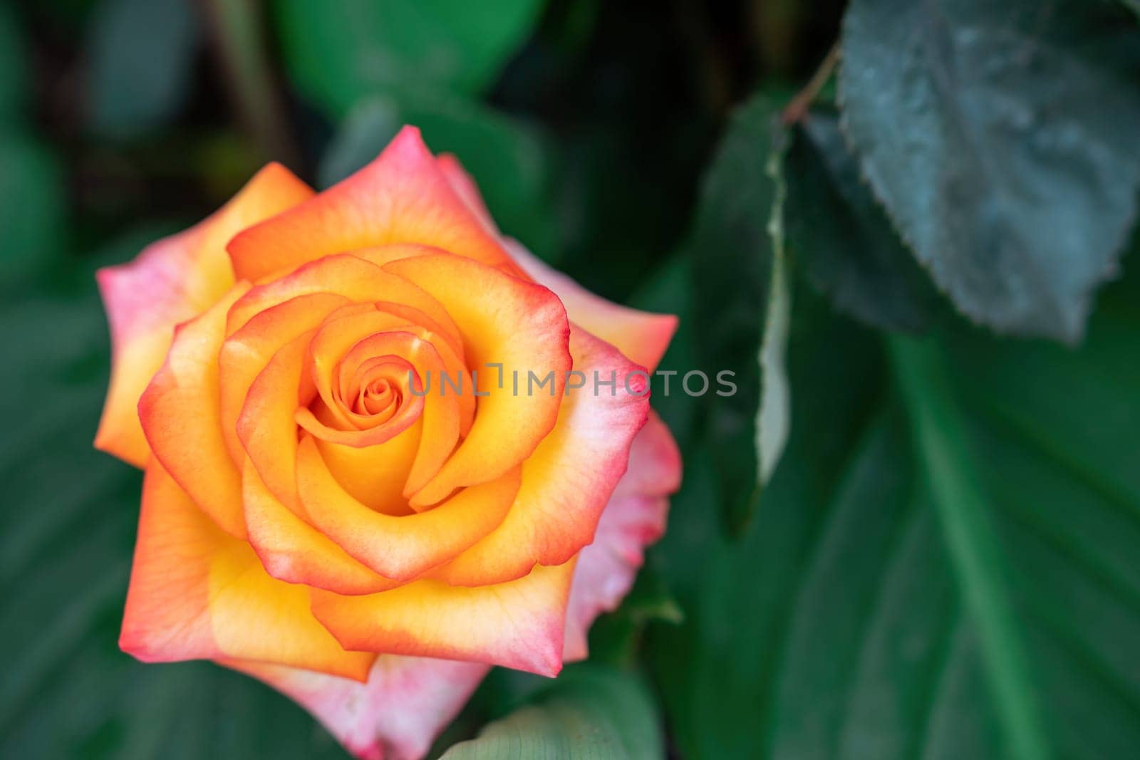 Beautiful Rose and Rosebuds in Rose Garden, Close Up, Selective Focus