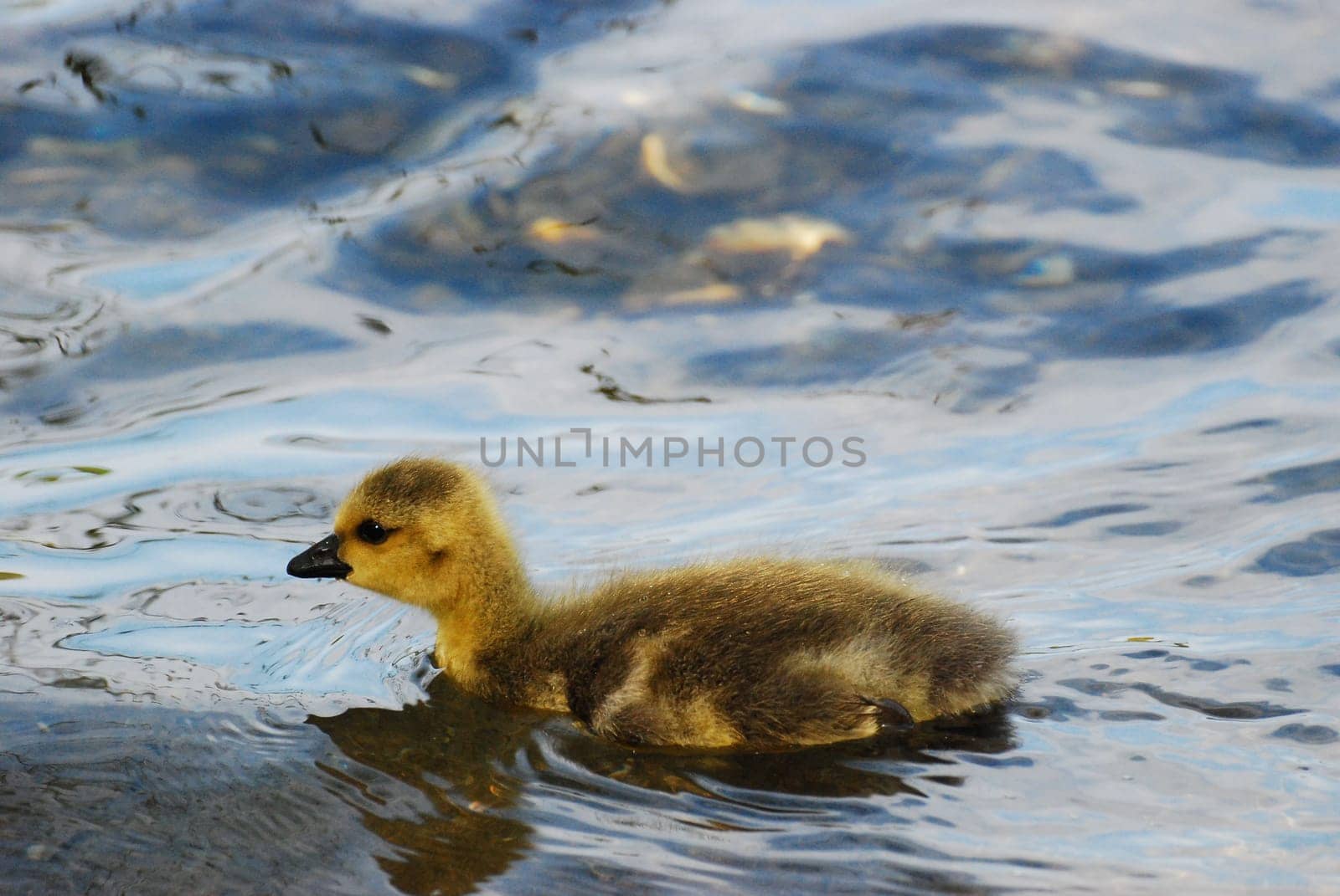 Closeup of a small cute duckling at the Six Lakes Plateau, Duisburg, Germany