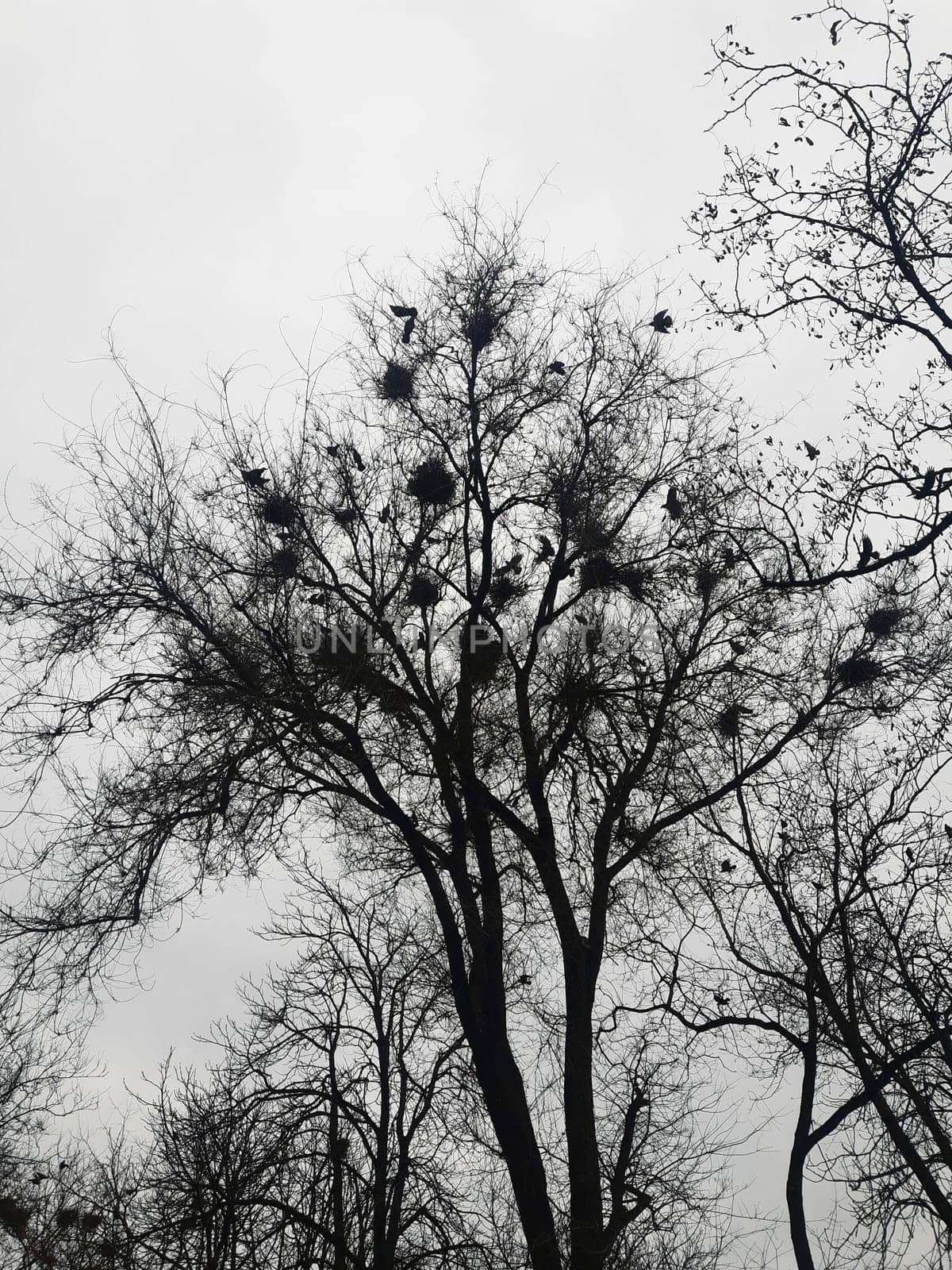On a spring day, crows build their nests on a tall tree in the park. Crow's nest on a tree.