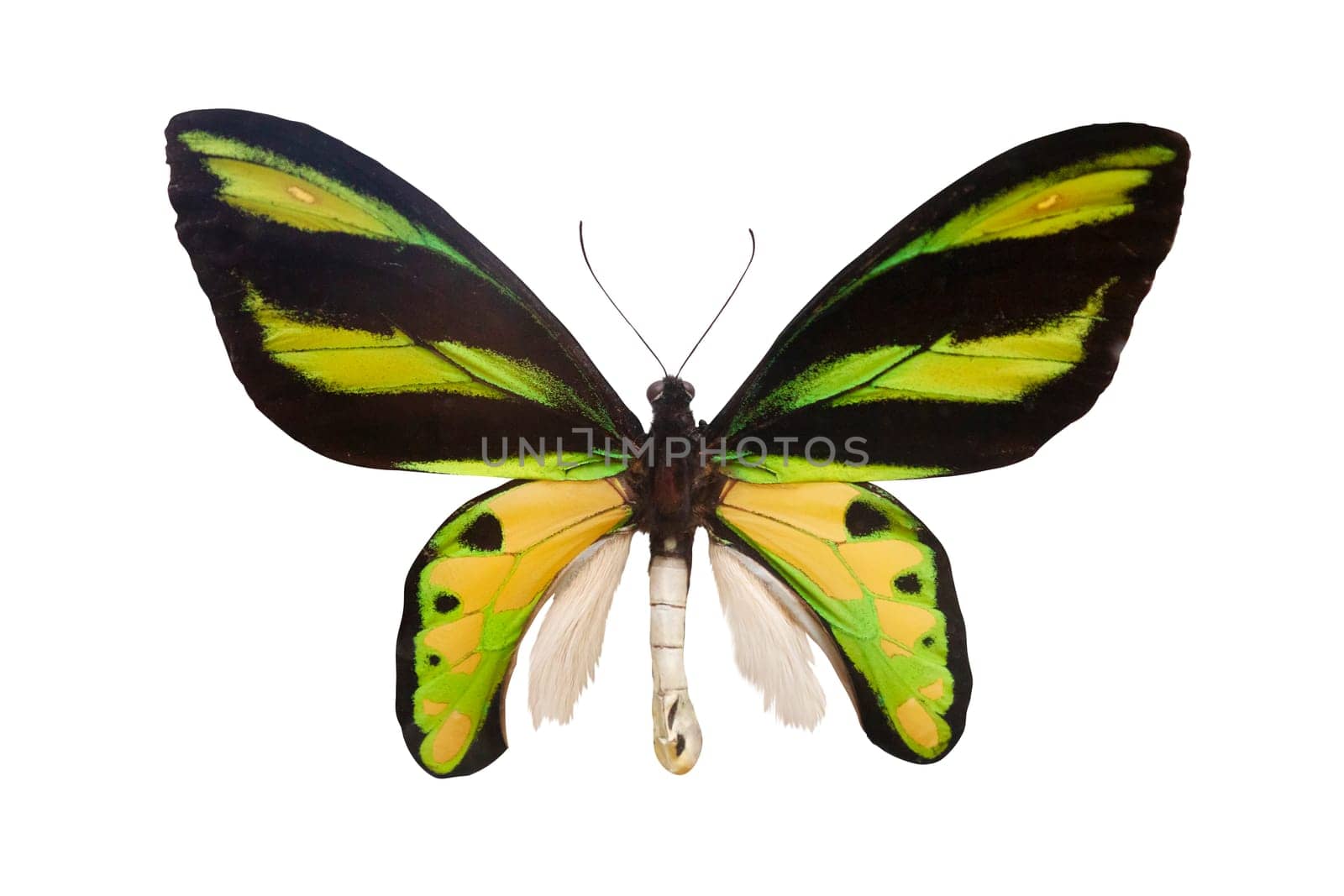 ornithoptera , butterfly isolated on white background, insects, spring