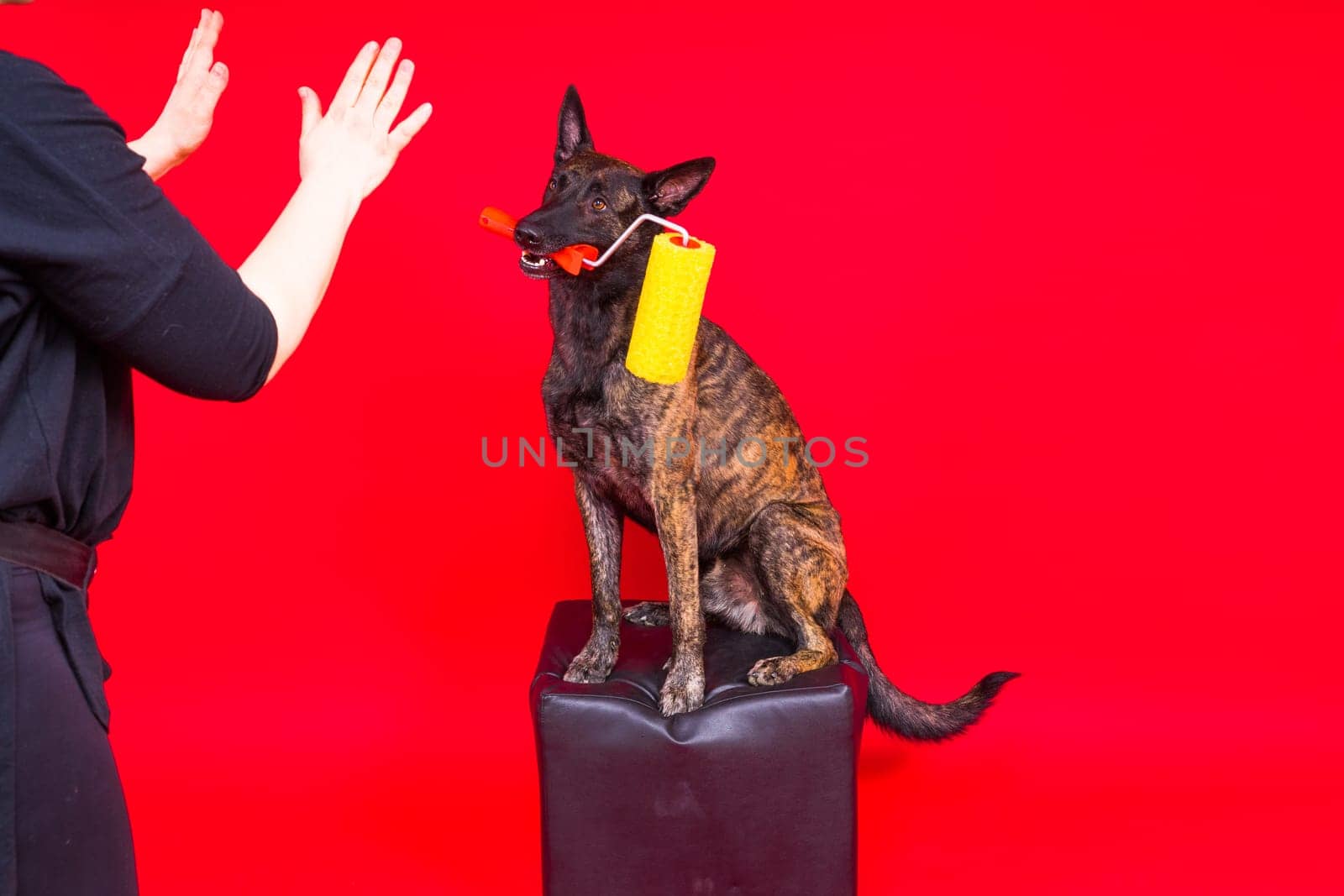 A dog builder is holding a roller brusht. Red yellow background. Isolated. Dutch shepherd by Zelenin