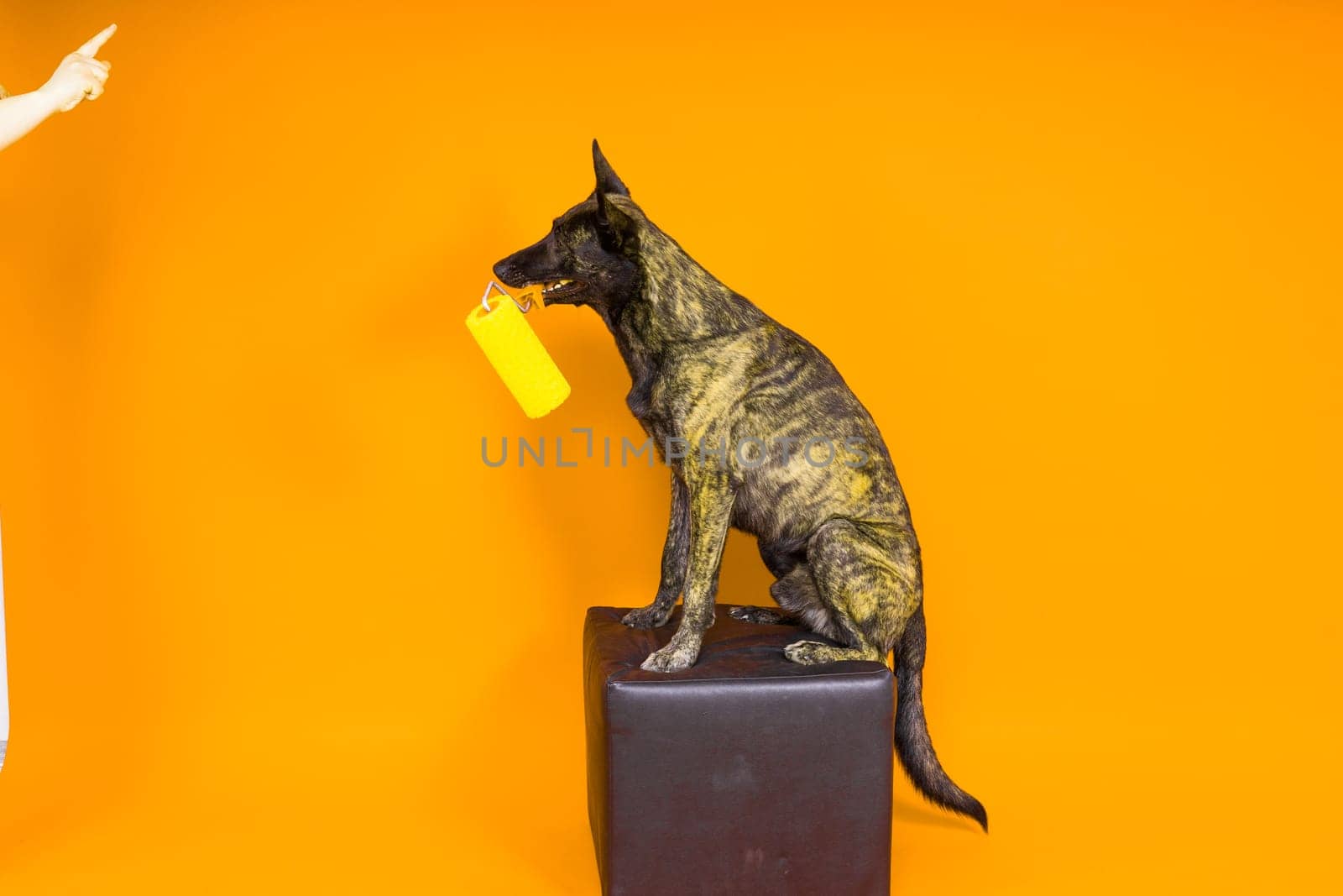 A dog builder is holding a roller brusht. Red yellow background. Isolated. Dutch shepherd by Zelenin