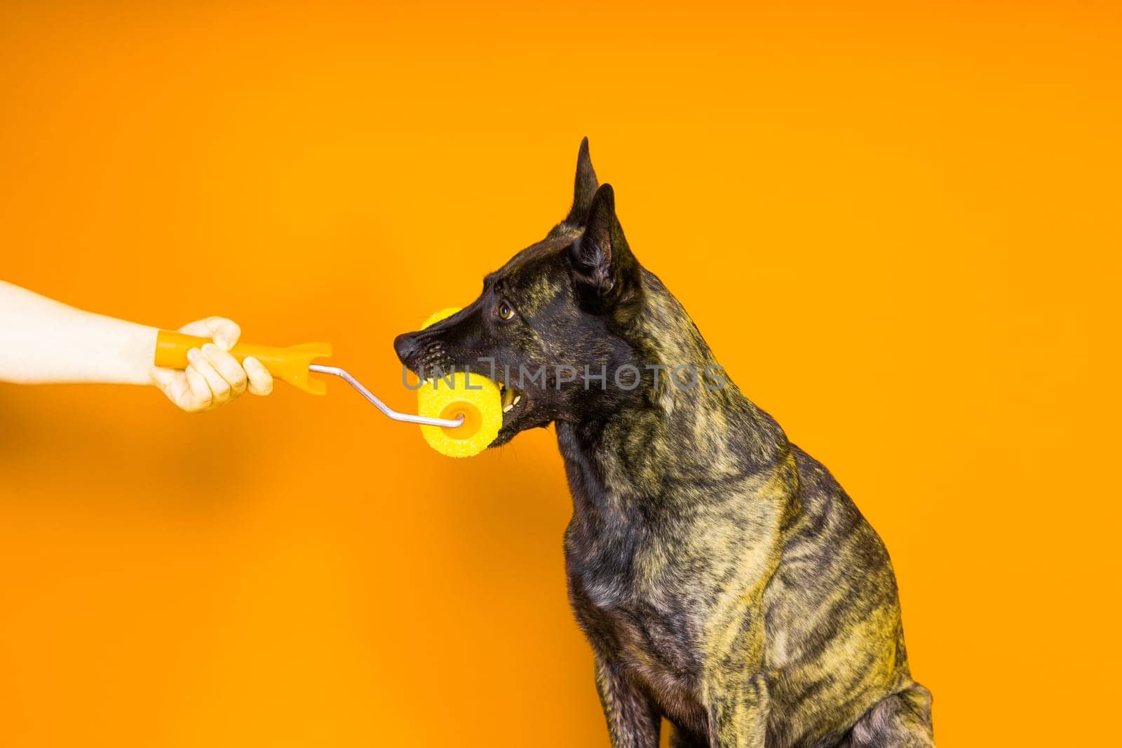 A dog builder is holding a roller brusht. Red yellow background. Isolated. Dutch shepherd by Zelenin