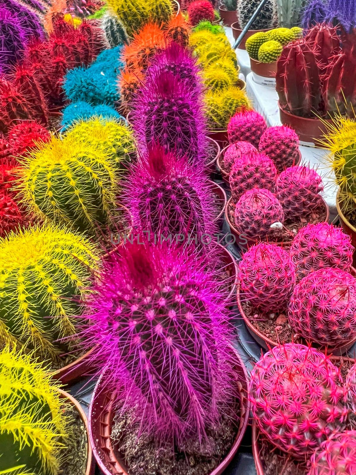 Various colored cacti plants in greenhouse. Various cacti on the shelf in store by Suietska