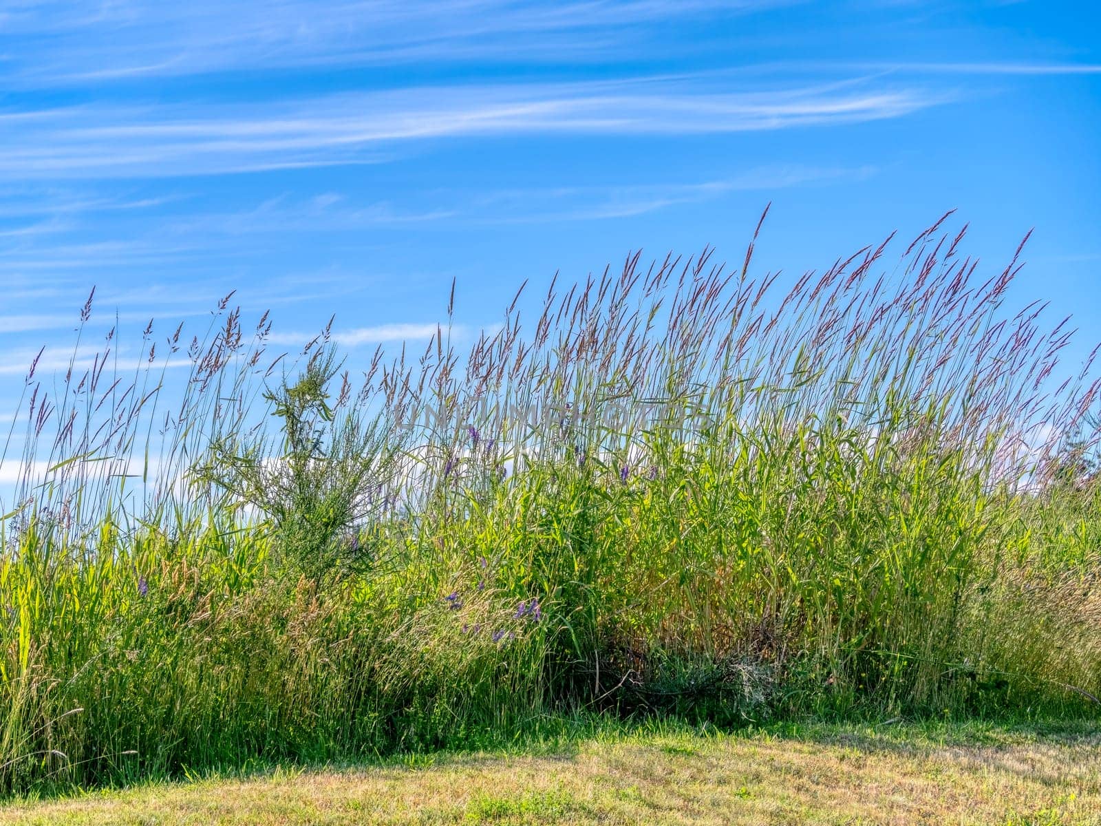 Summer sunlight shine over wild green grass on blue sky background by Imagenet