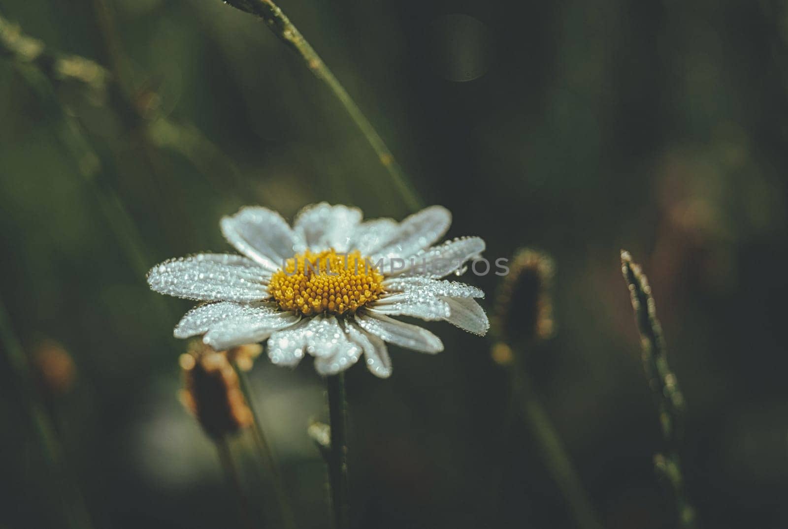 Beautiful and elegant Chamomile with bokeh effect. Macro closeup. download image