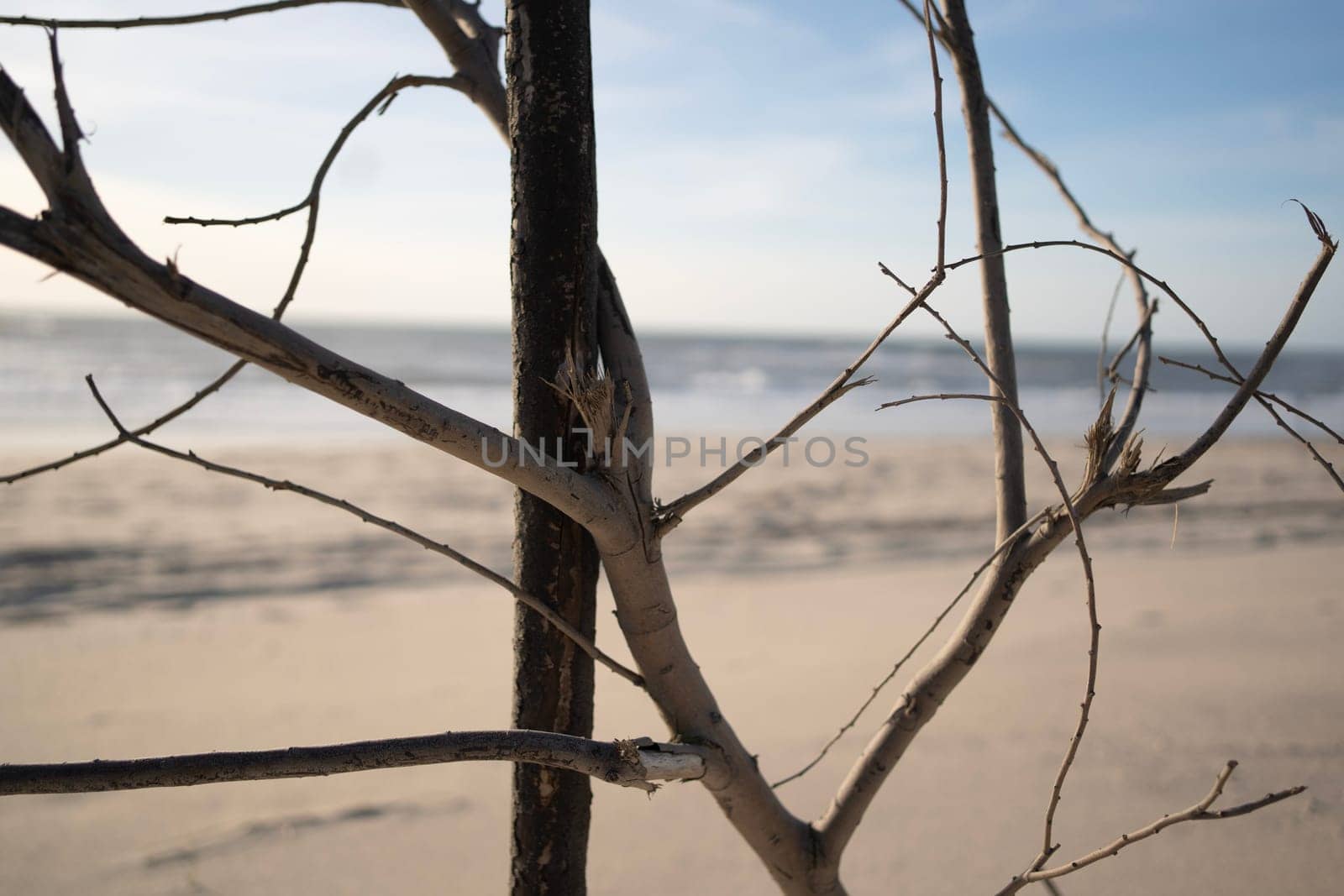 Hidden natural beach behind branches.