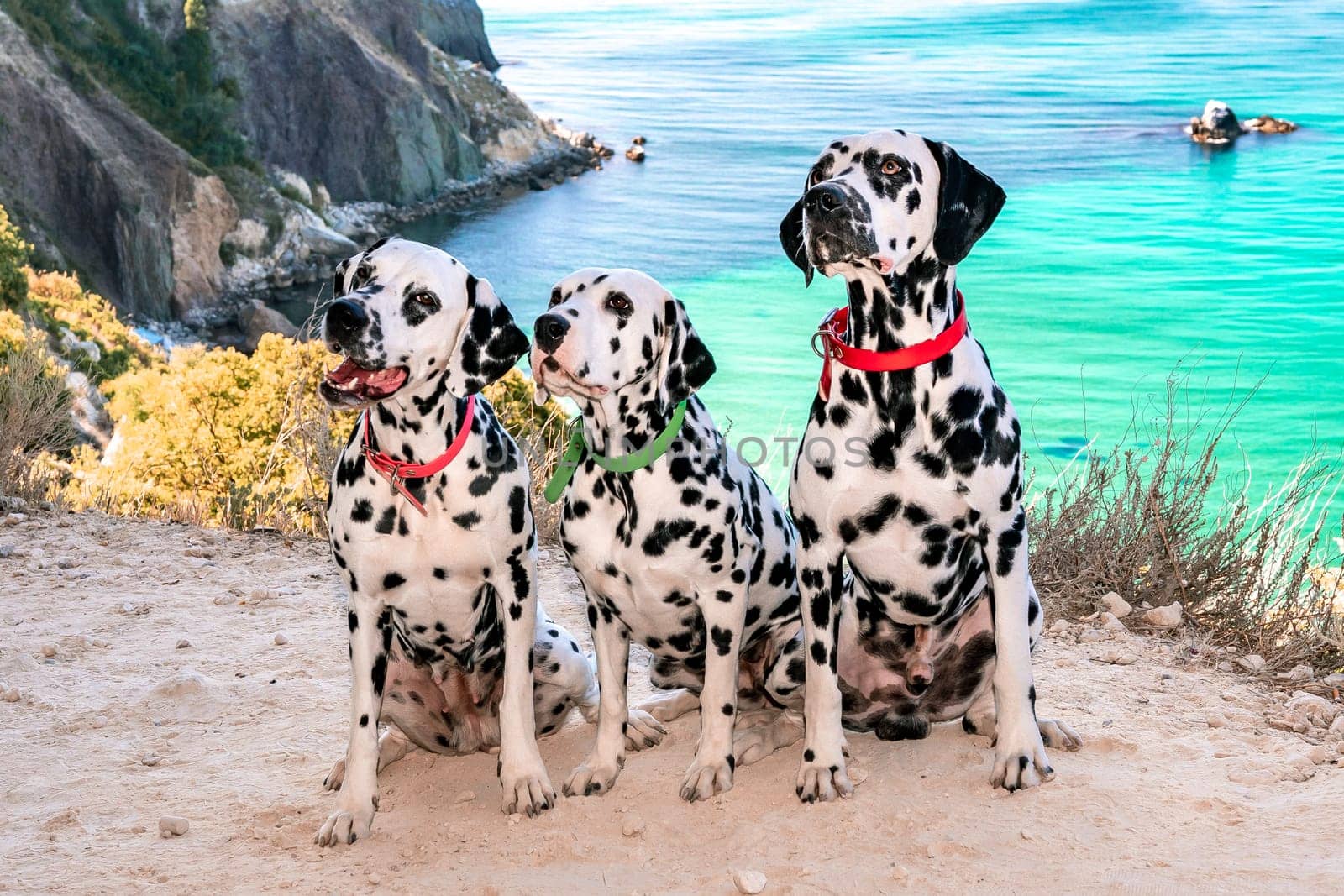 Three obedient Dalmatian dogs sit on the background of the azure sea and look at their owner. Two dogs in red collars, one in green. Concept of holidays and trips to the sea with Pets.