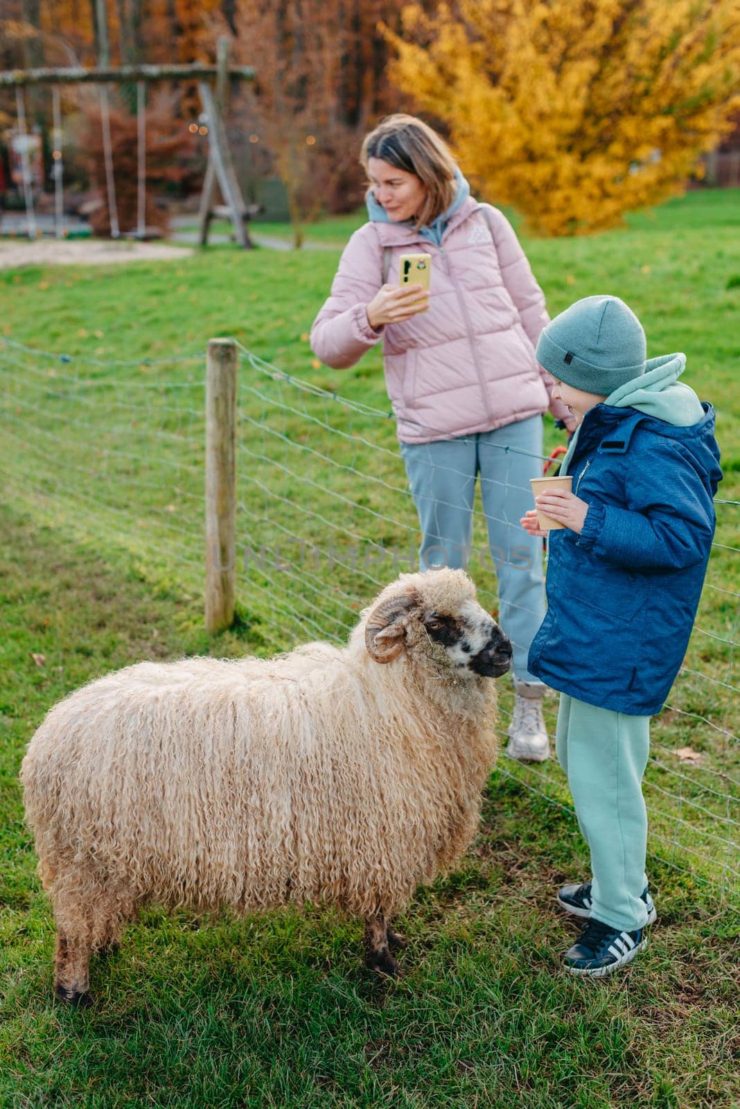 Little caucasian boy feeding ram in a farm. Ram eating grains of cereal from the hands of a child. by Andrii_Ko