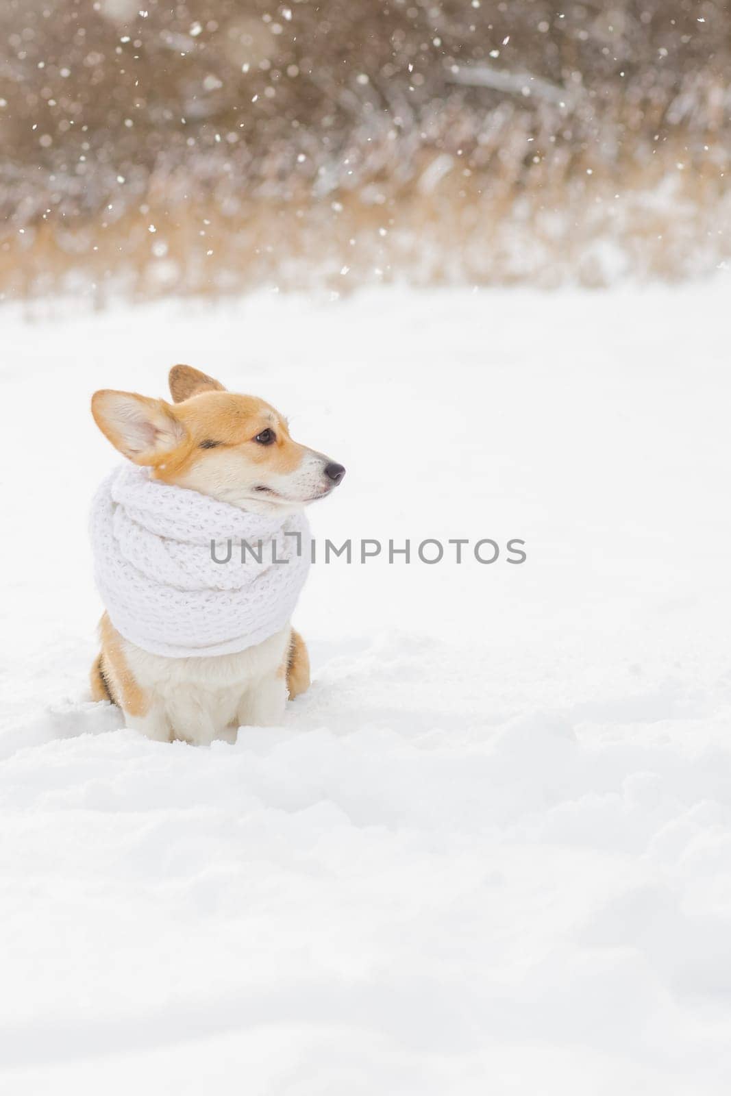 portrait of a cute corgi dog in a red scarf walking on a frosty morning on the grass covered with white cold snow