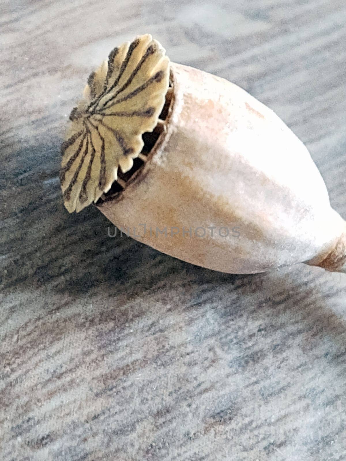 Dry poppy head on a gray background close-up by Endusik