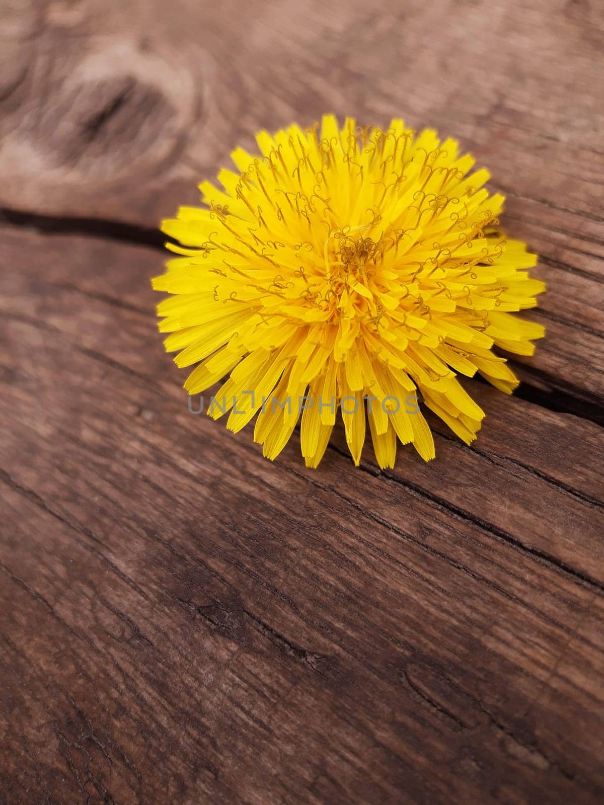 Yellow dandelion flower on a wooden stump in early spring in the park close-up.Dandelion.