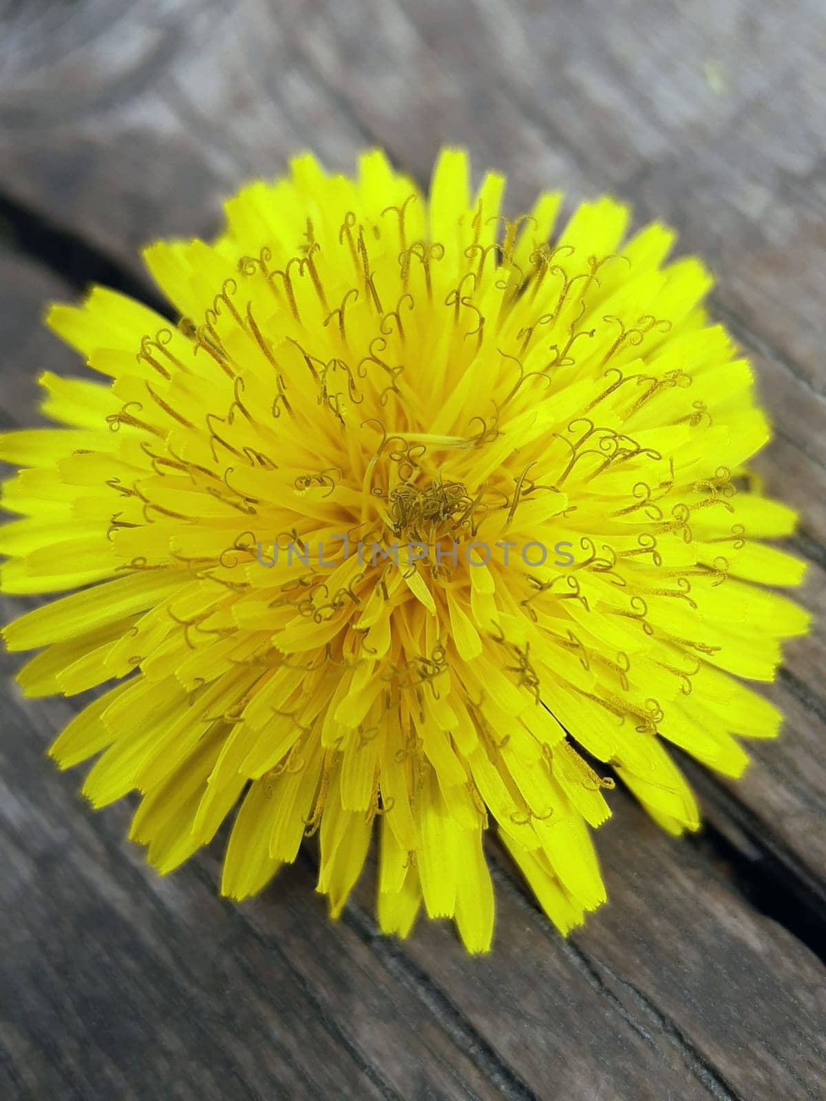 Yellow dandelion flower on a wooden stump in early spring in the park close-up.Dandelion.