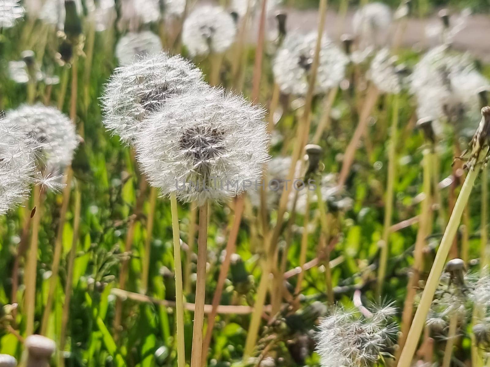 White fluffy dandelions, natural green blurred spring background, selective focus.