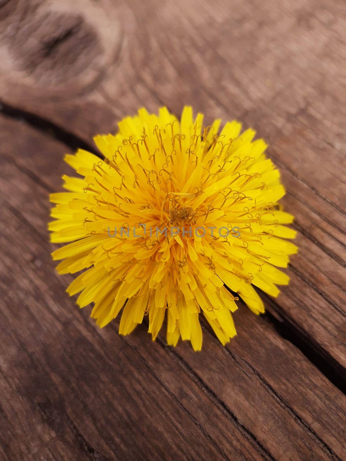 Dandelion flower on a wooden stump in early spring in the park close-up by Endusik