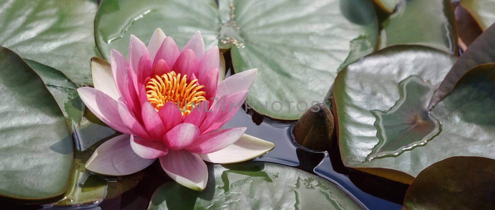 Panoramic photo of a red lily bloom in pond among green large leaves. An unfolded lily bud next to it. Free space for text. Greeting card