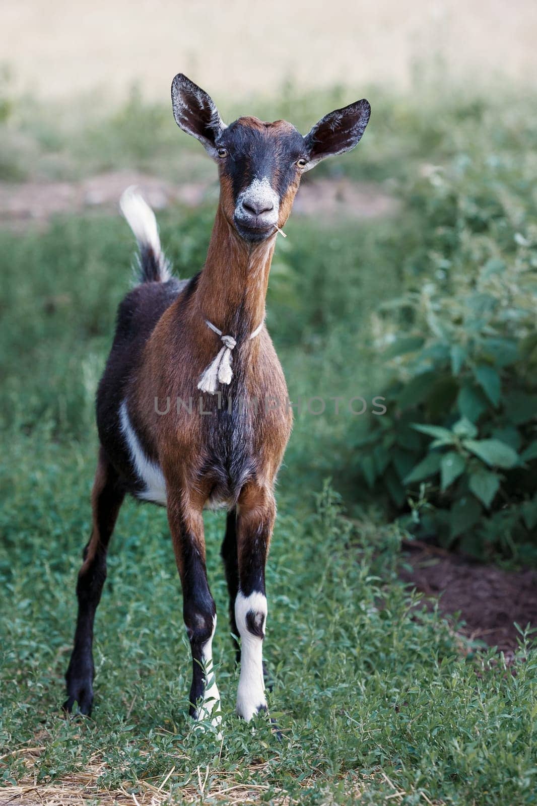 A young, small, brown goat with straight ears she listens intently and is very careful. by Lincikas