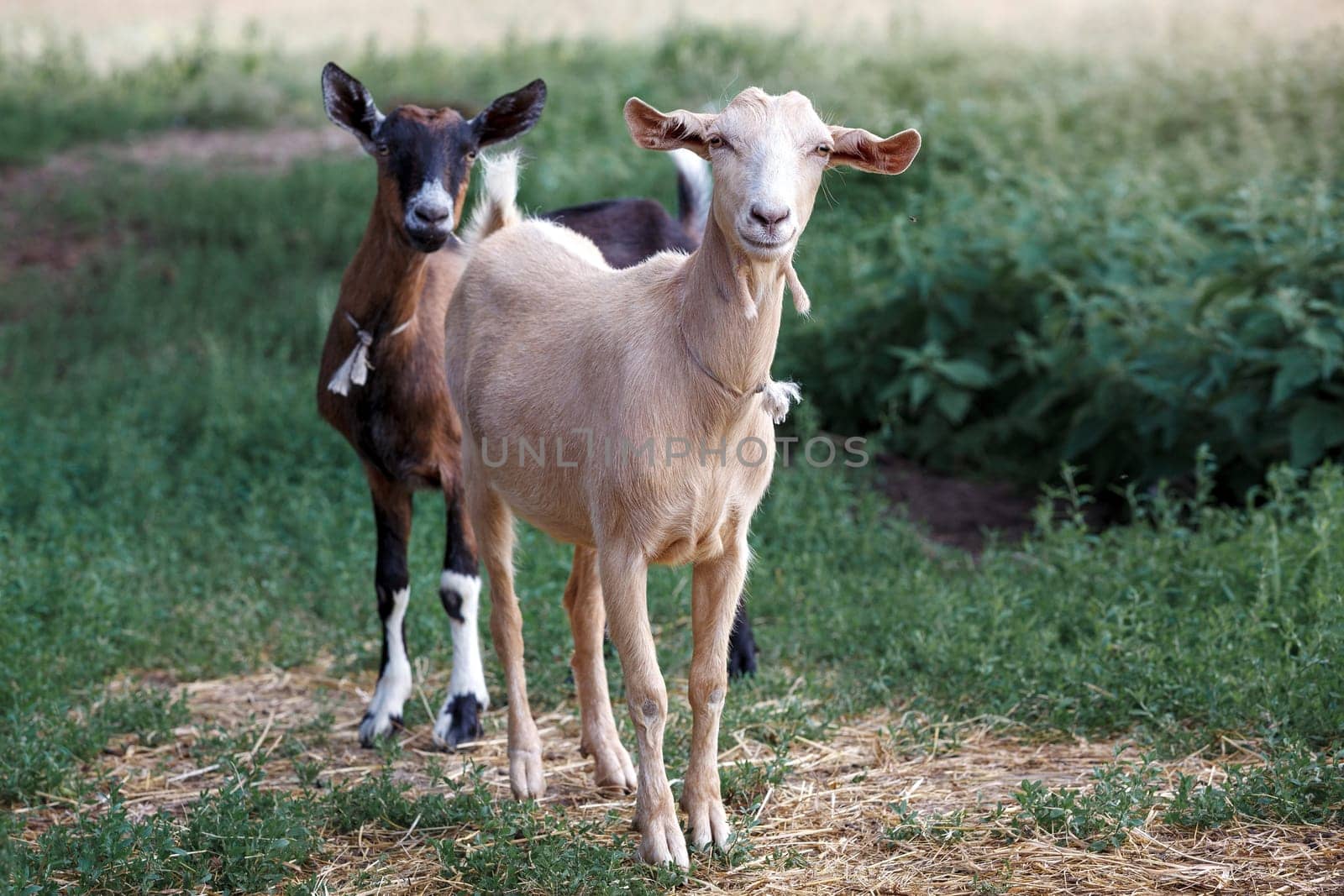 Two, white and brown very careful young goats in a green meadow. by Lincikas