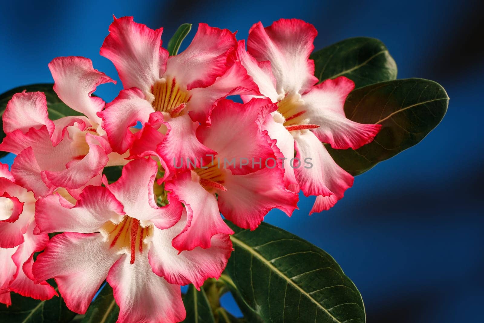 Pink Desert rose flowers. There is free space for text, it can be used as a greeting card