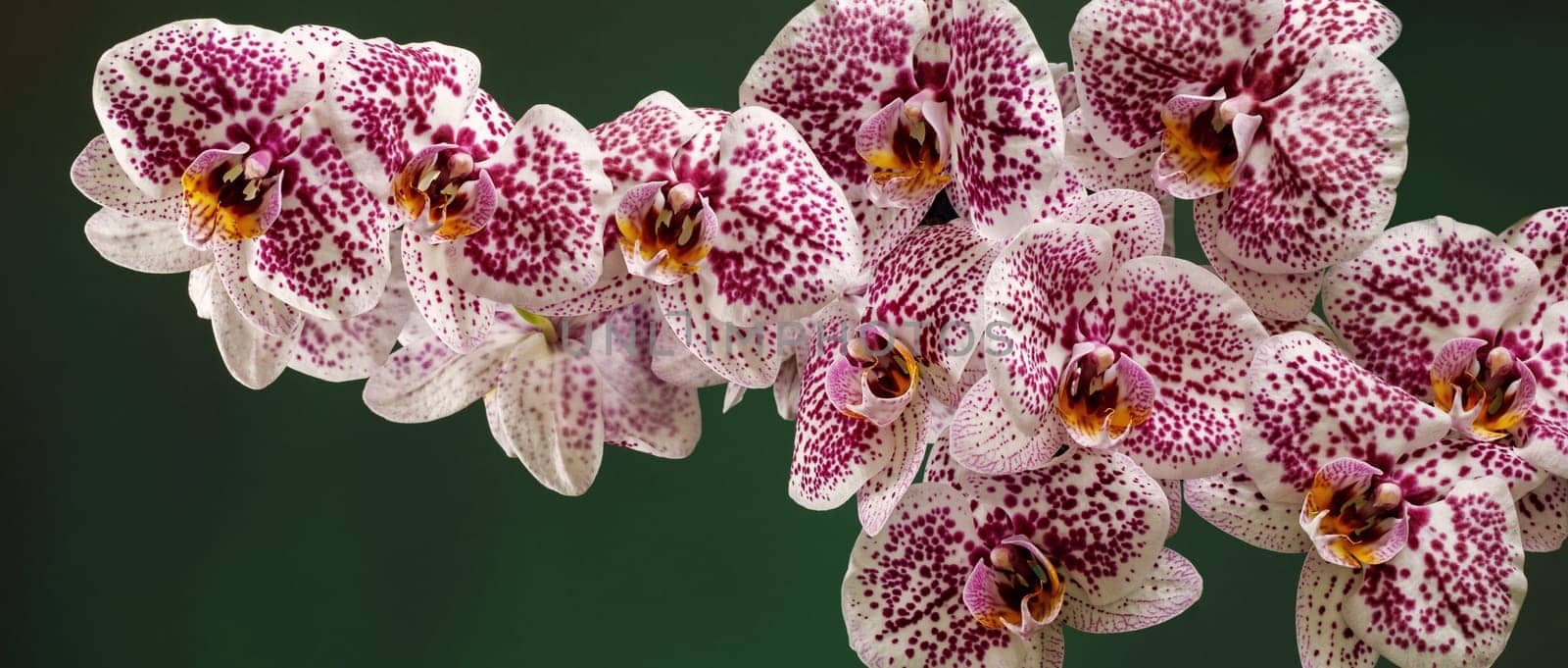 Panoramic photo of Pink Dalmatian orchid flowers on a green not bright background, the photo is suitable as a banner for a website. by Lincikas