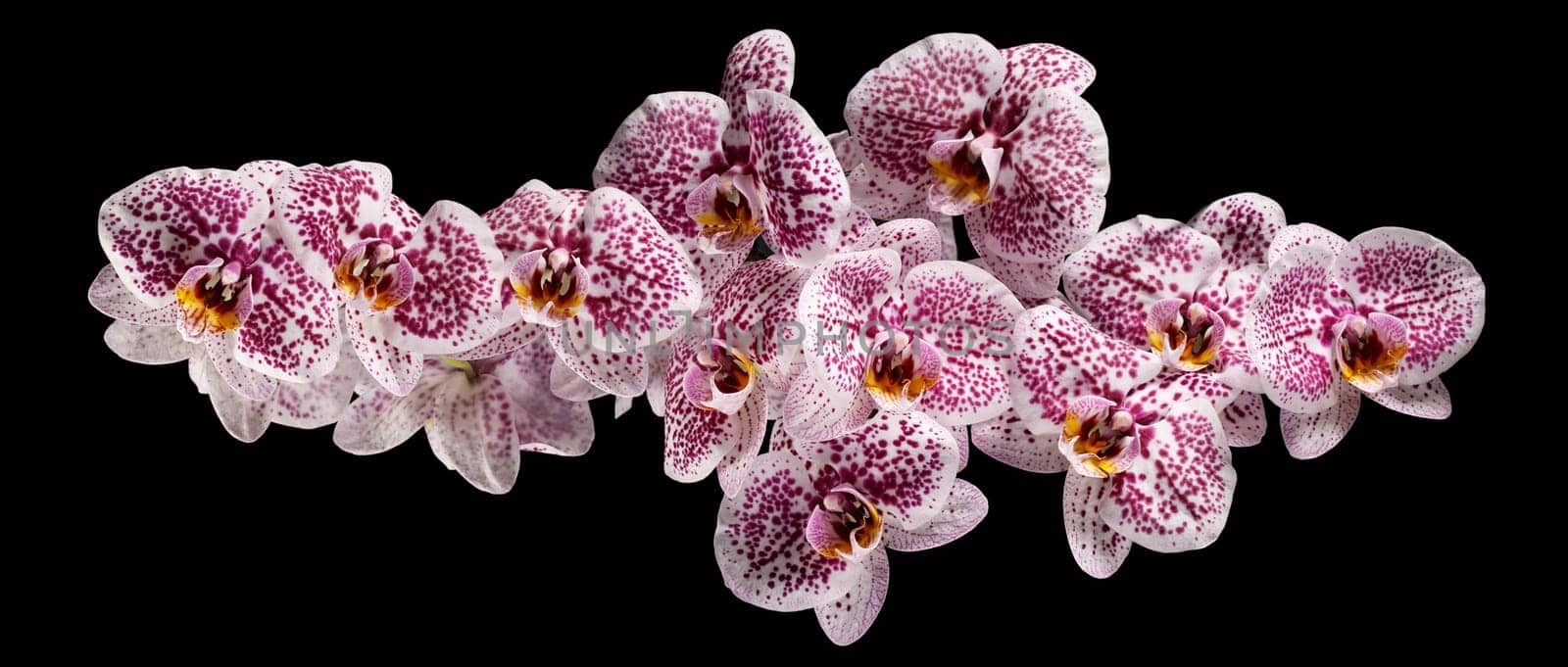 Website banner of pink orchid flower petals on black. by Lincikas