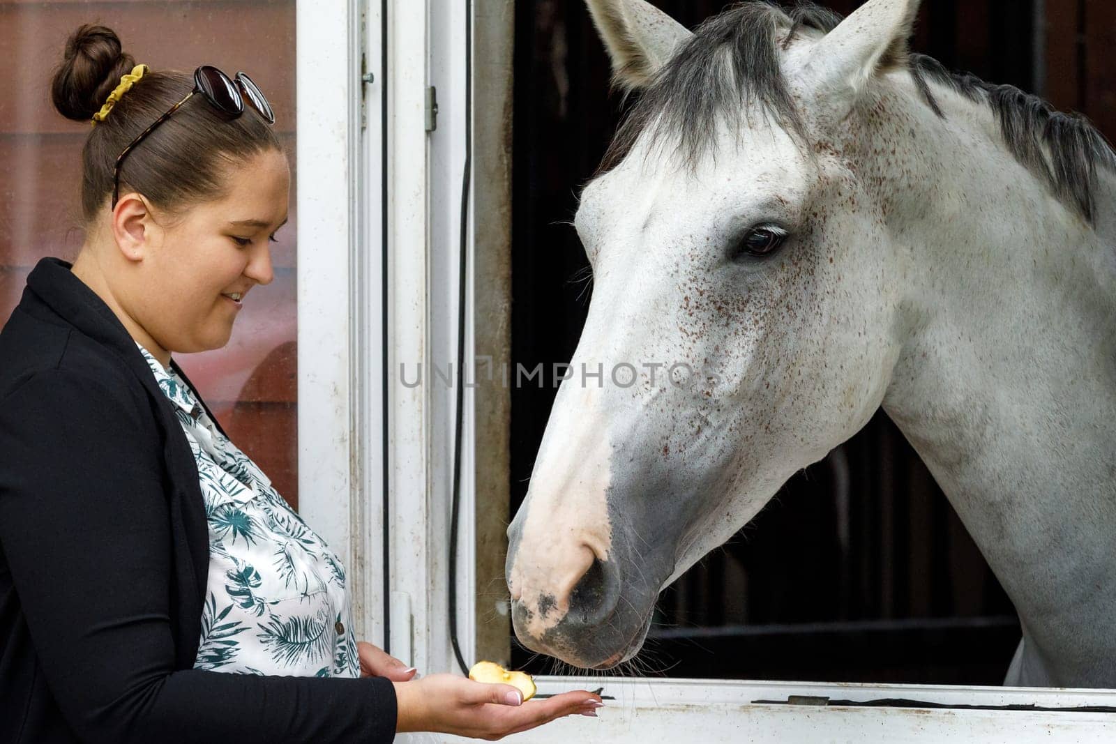 Female horse owner standing at the horse stable feeding with apple a silver color horse in the stall. The horse is looking out from the window of the stall. Horse stable view. Love for horses.