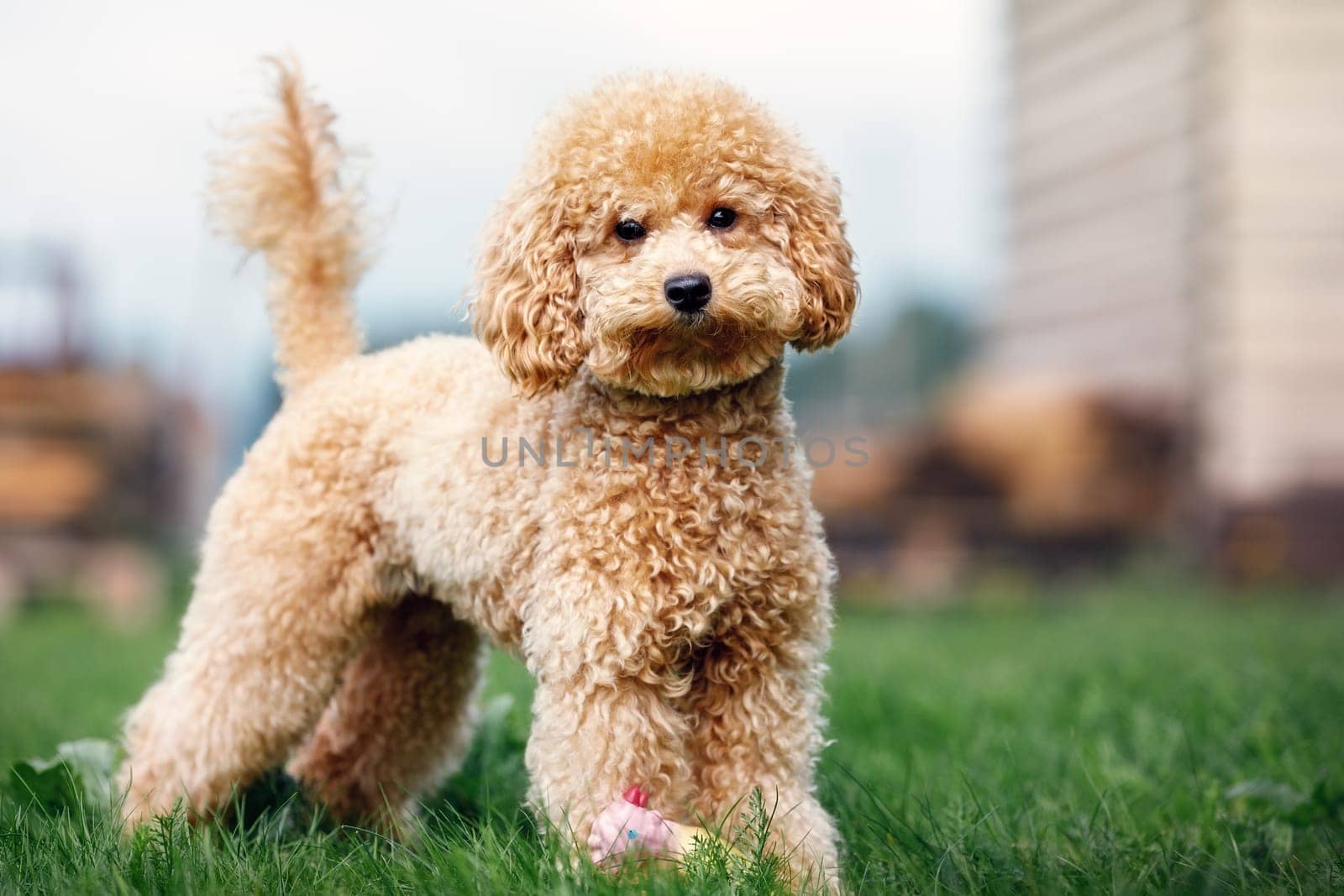 A portrait of a light brown little poodle puppy standing in the yard on the grass and looking at the camera.