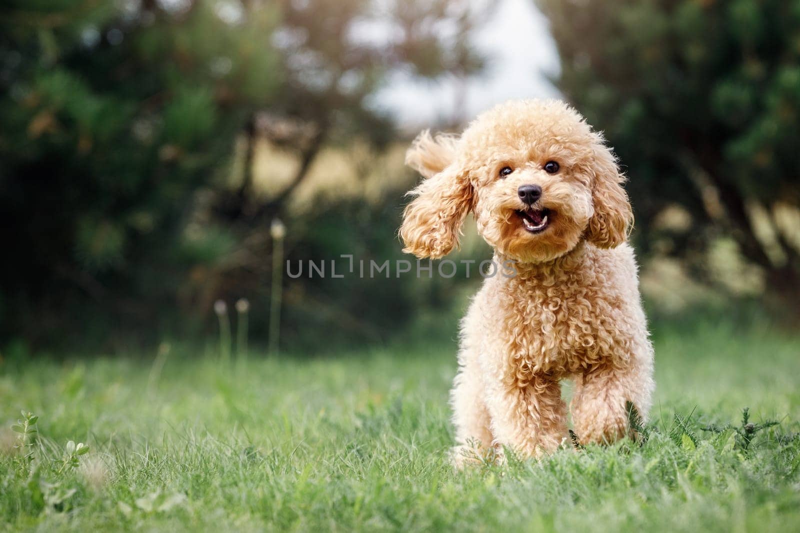 A smiling little puppy of a light brown poodle in a beautiful green meadow is happily running towards the camera. Cute dog and good friend. Free space to copy text.