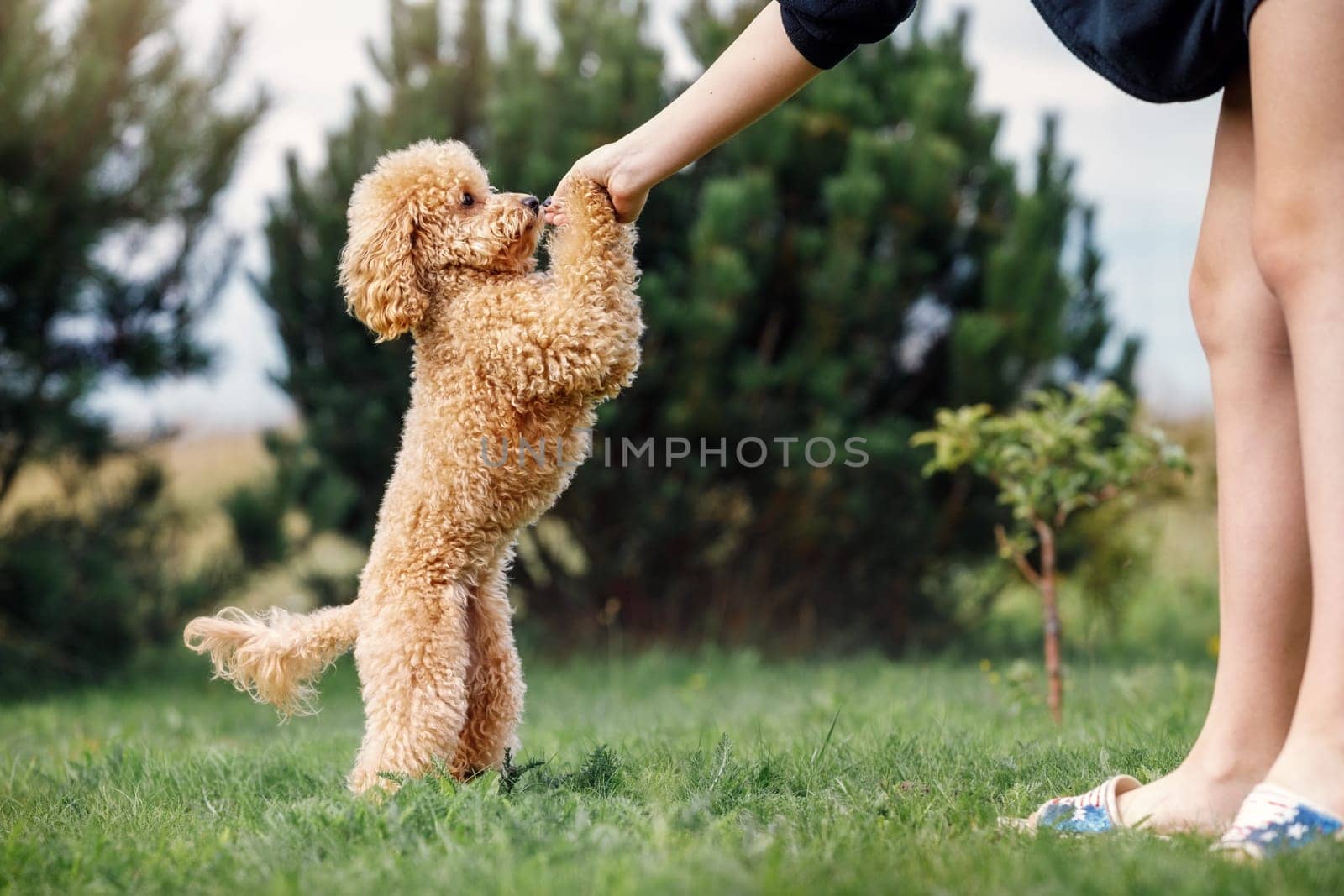 A girl is training her poodle on a green lawn. The puppy stands on two legs and asks for a prize.