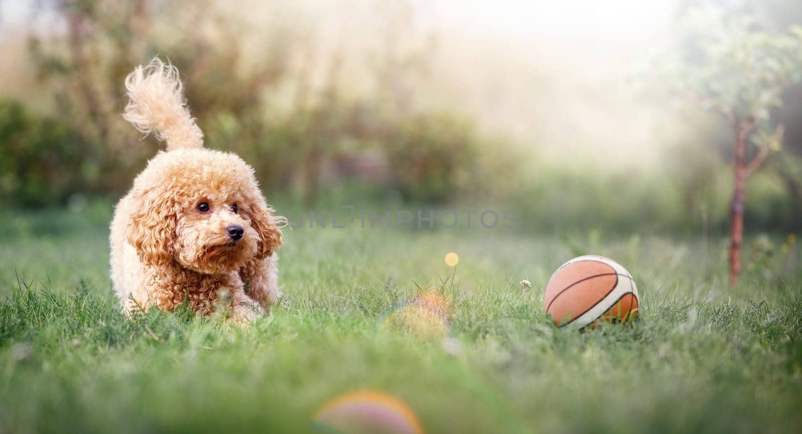 A very small beige poodle plays with a small rubber basketball ball on a sunny summer day. Horizontal, wide, blurred background with a sun rays and space for text. Picture can be used as a gift card.