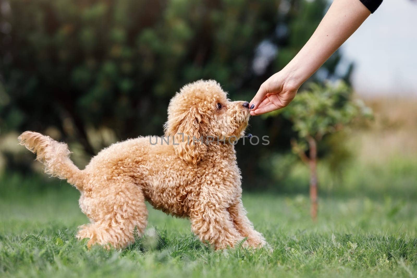 A girl is training her poodle on a green lawn. The puppy gets his prize. by Lincikas