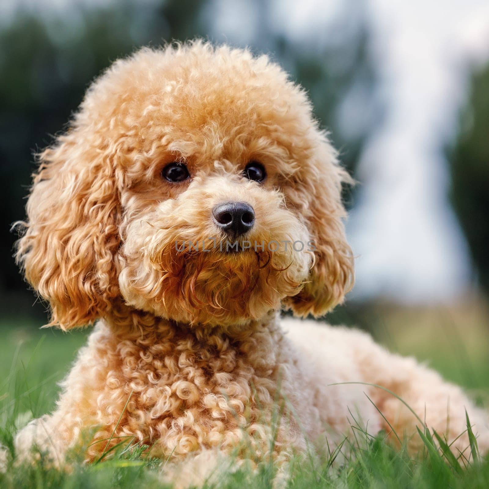 Close up portrait of small apricot colour curly poodle on the grass. Adorable pet in nature. The puppy poses for the camera and smiles. Square photo by Lincikas