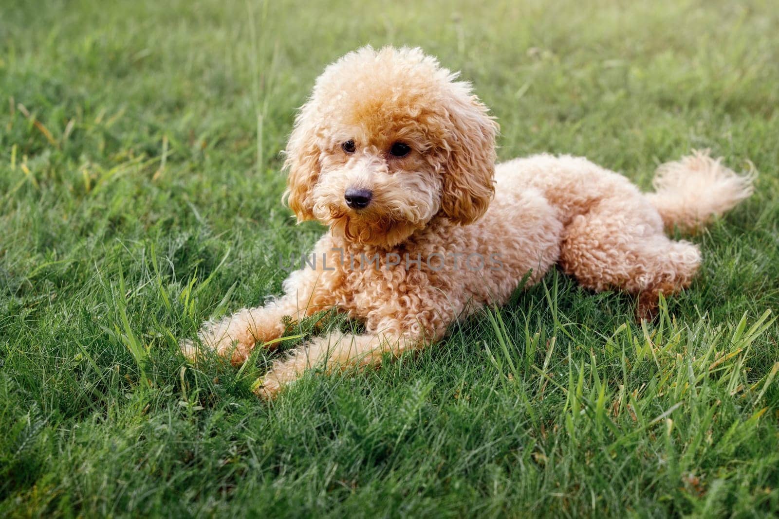 Apricot puppy, small poodle dog posing in front of camera. Small dog in cute pose laying on the grass background and resting. by Lincikas