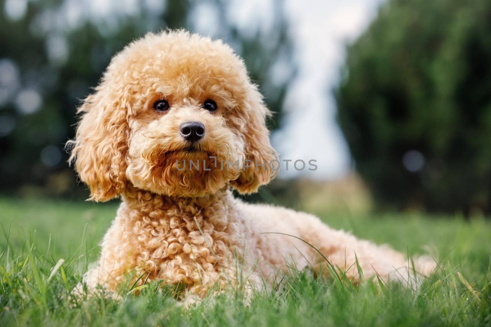 Young Poodle seen laying stretched on a well maintained garden looking at the photographer. She is getting ready for her play time.