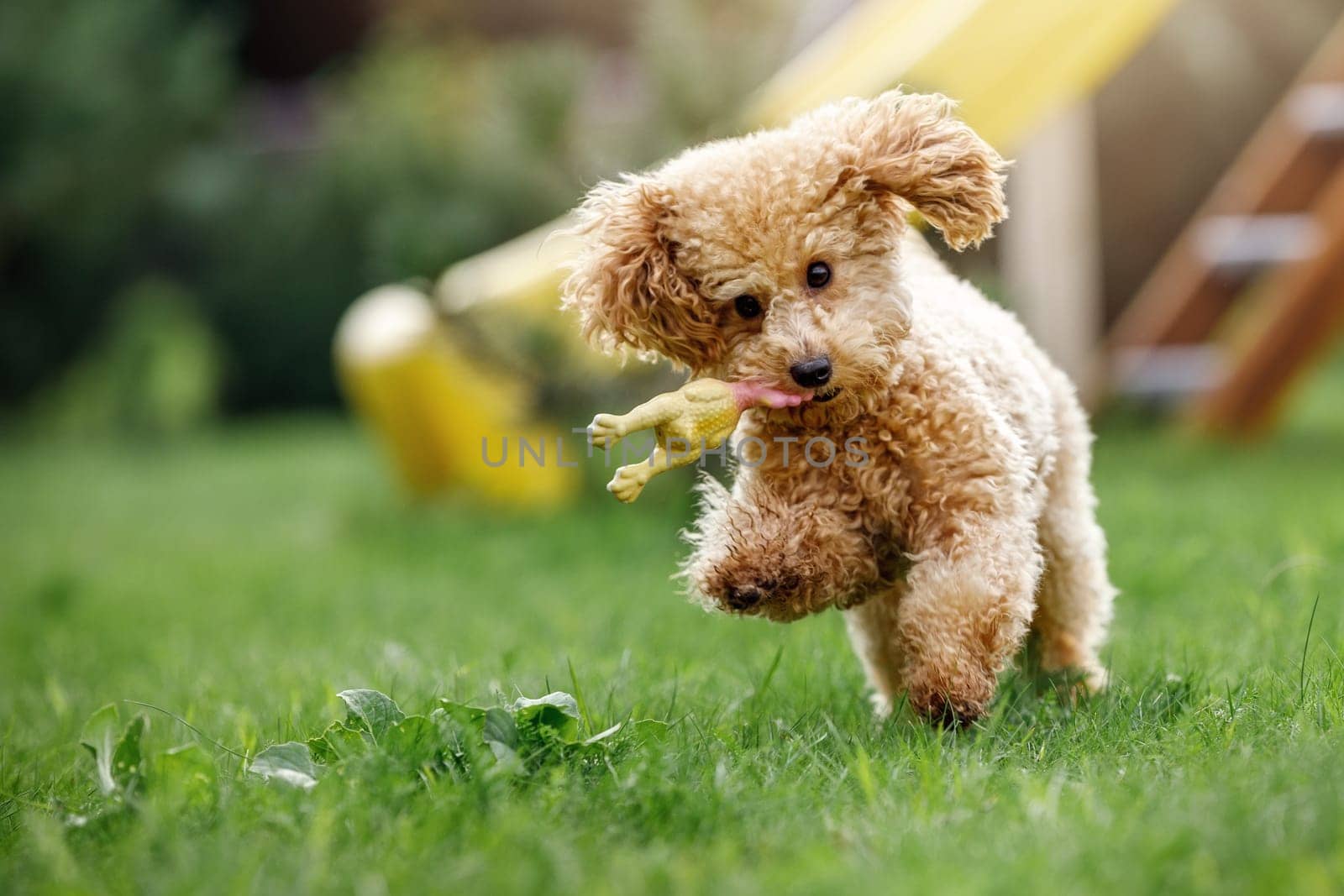 A toy poodle biting and fetching a soft rubber toy and running in public park. Fast and furious puppy quickly run toward camera in sunny summer background.