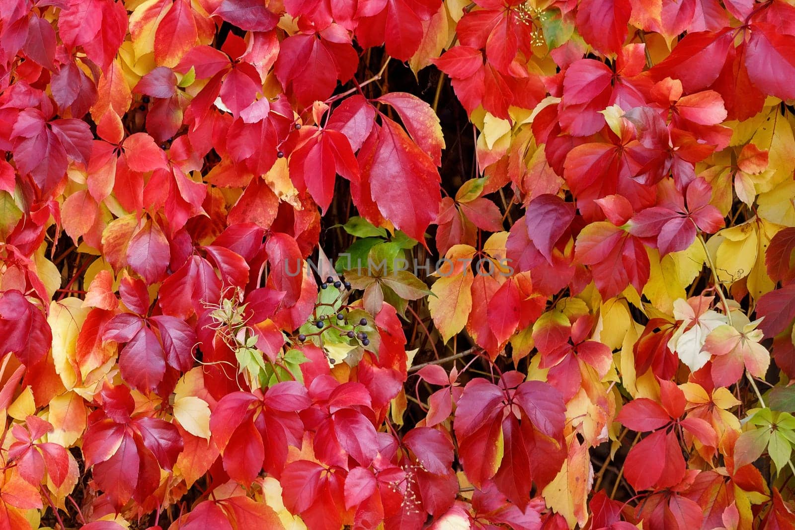 Autumn colours of the Parthenocissus tricuspidata climbing on a garden wall.