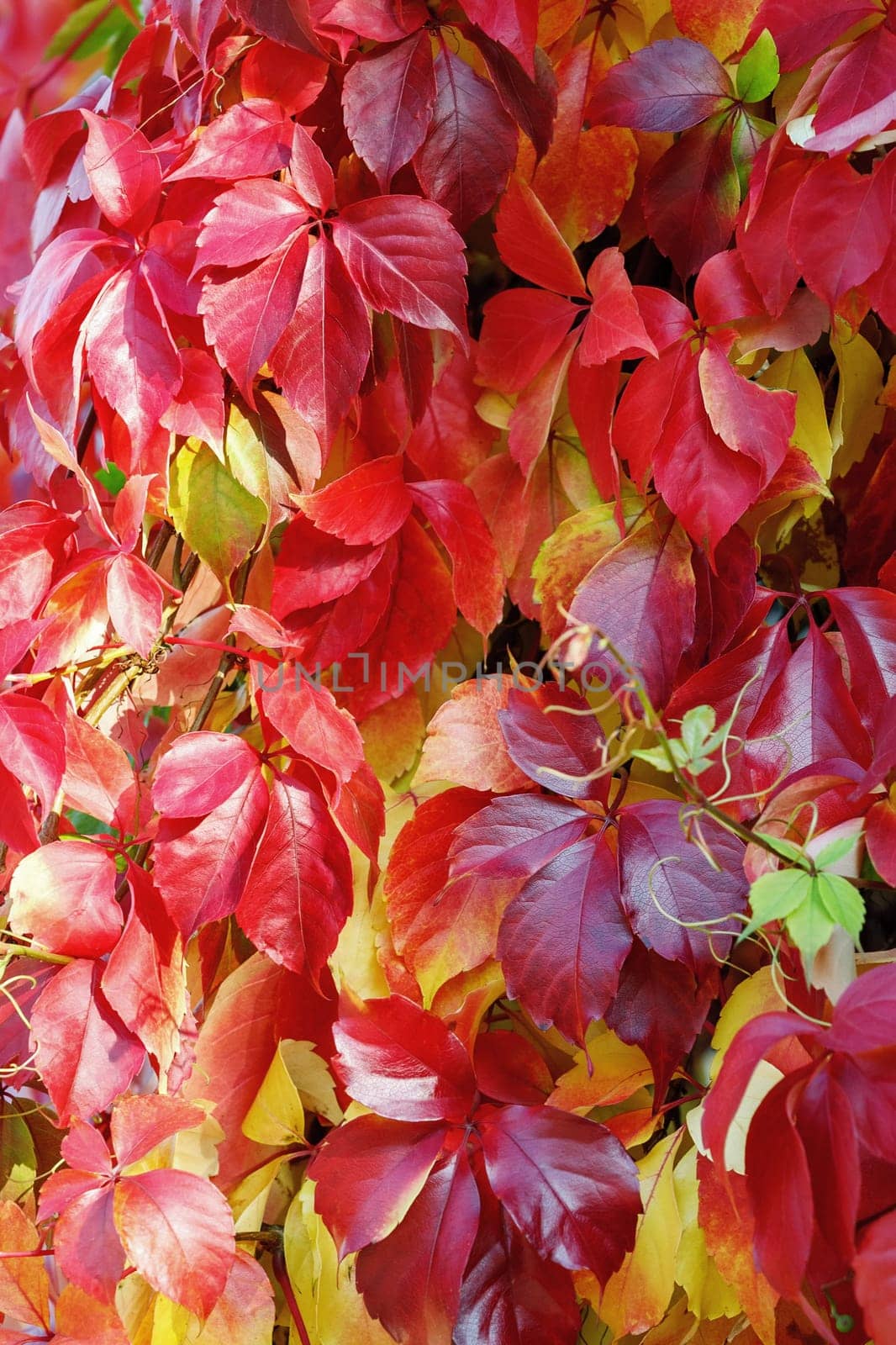Palmate leaves of Parthenocissus quinquefolia in purple, green, yellow and red in October. by Lincikas