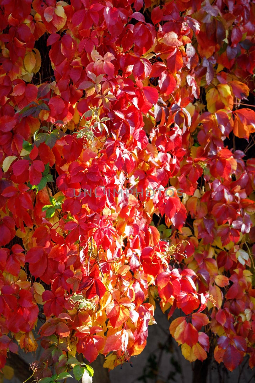 Shining in sunlight leaves of Parthenocissus quinquefolia in red, green, yellow and purple.