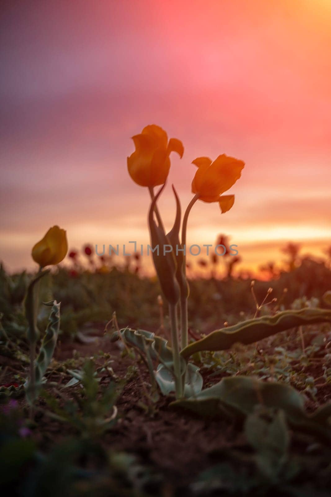 Wild tulip flowers at sunset, natural seasonal background. Multi-colored tulips Tulipa schrenkii in their natural habitat, listed in the Red Book