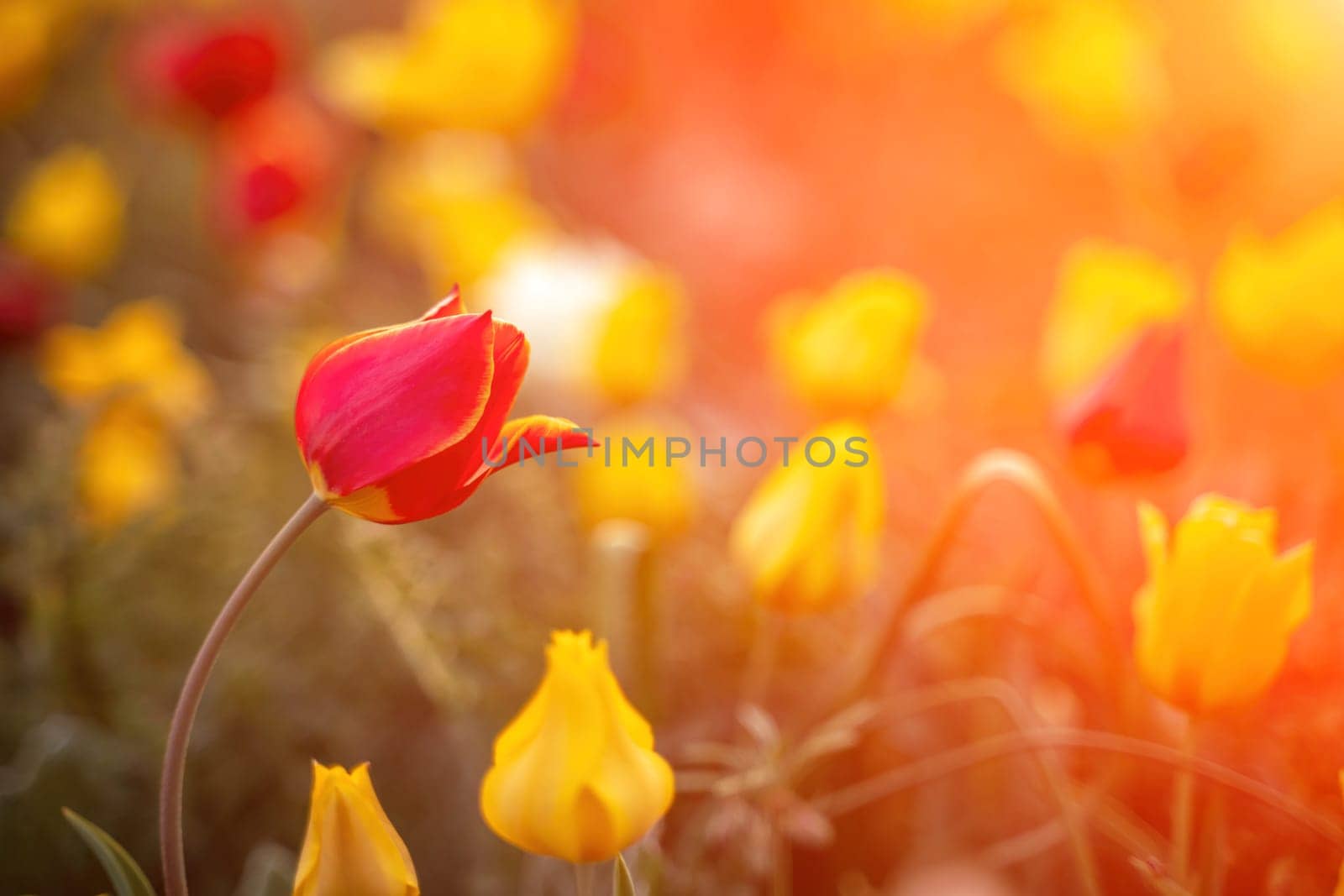 Wild tulip flowers at sunset, natural seasonal background. Multi-colored tulips Tulipa schrenkii in their natural habitat, listed in the Red Book