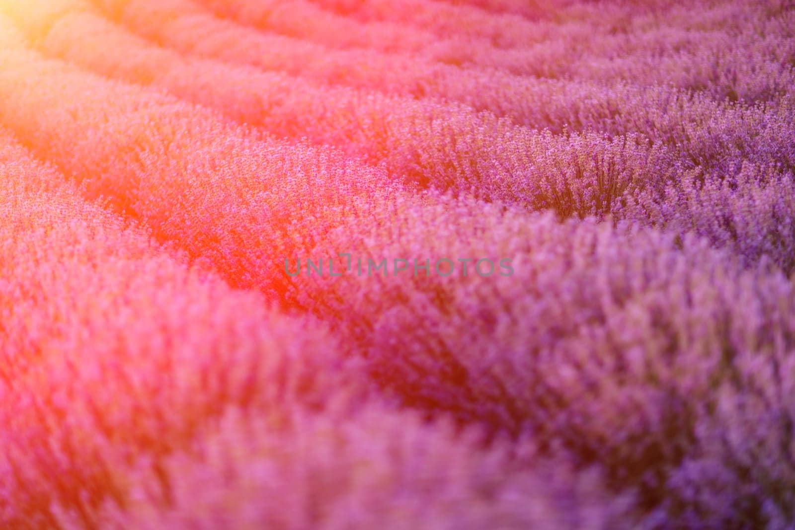 Lavender flower blooming scented fields in endless rows. by Matiunina