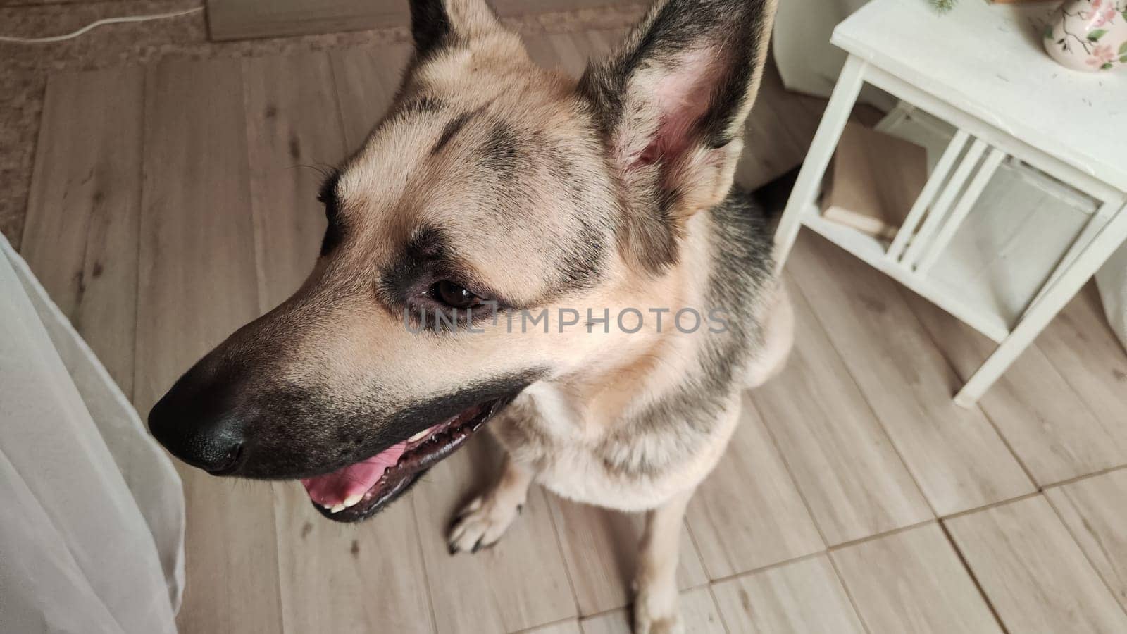 Dog German Shepherd inside of room. Russian eastern European dog veo indoors