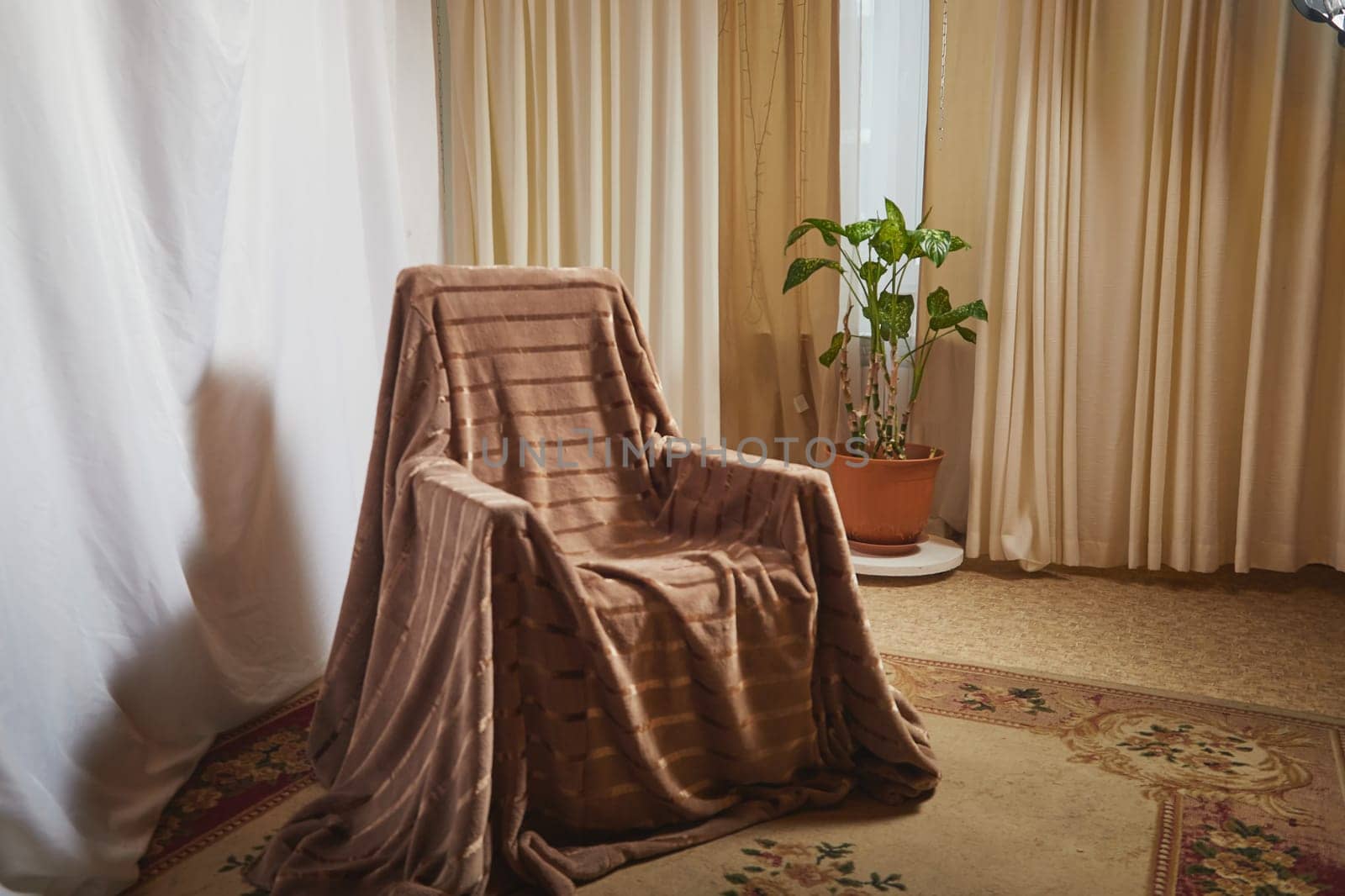 Living room with armchair, window, fabric curtains, home flower dieffenbachia and gentle light and lighting. Loft style in the interior. Background and location for photo shoot by keleny