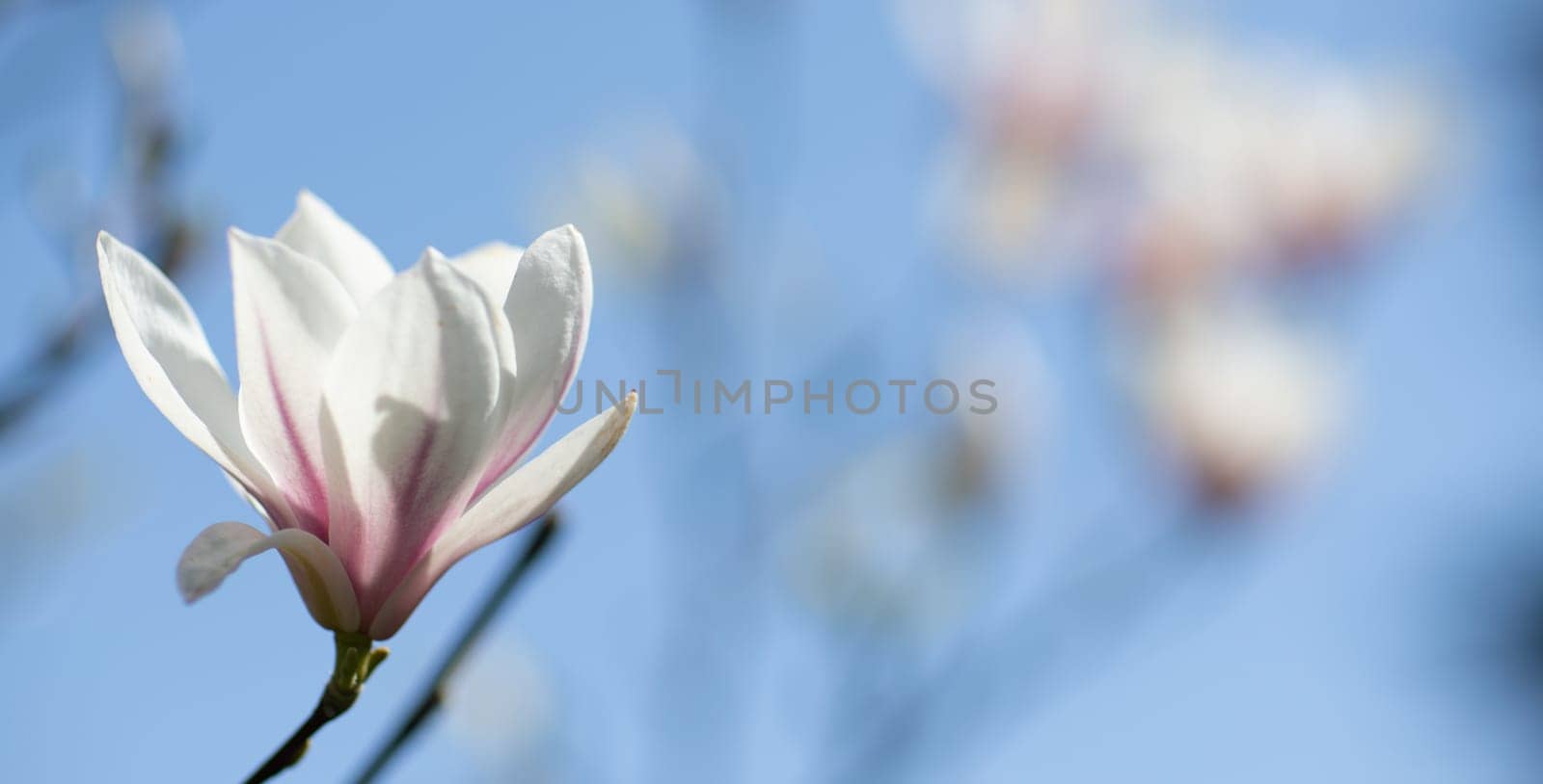 White Magnolia flower blooming on background of blurry white Magnolia on Magnolia tree by Matiunina