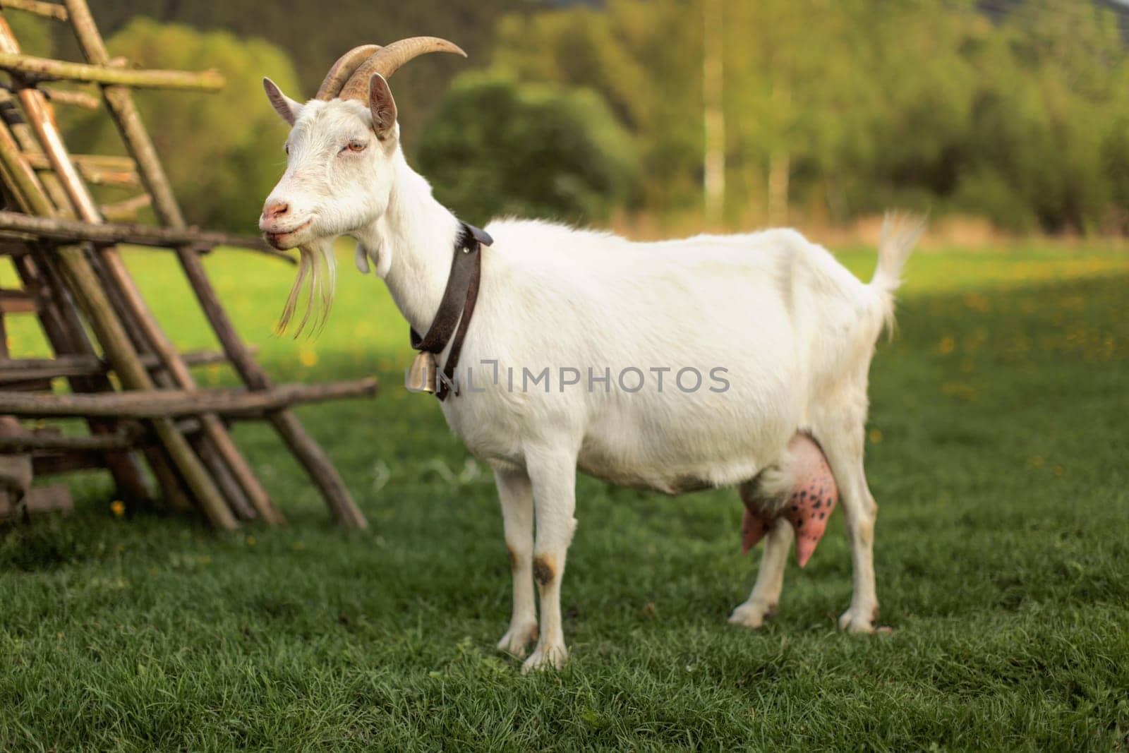 Female goat standing next to hay stand.